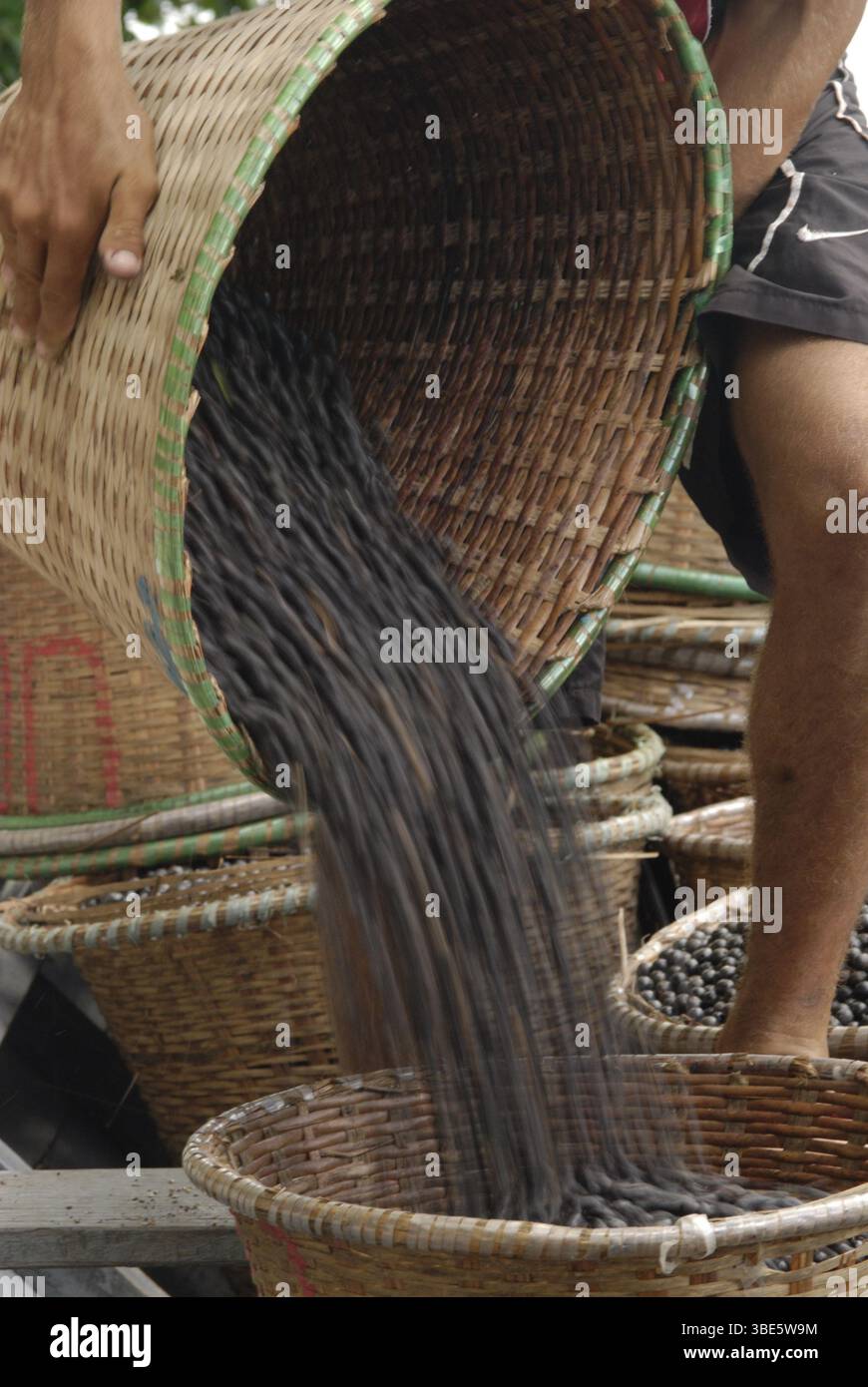 Körbe gefüllt mit frisch geernteten açaí-Beeren warten auf den Transport von der Waldregion Igarapé-Mirim zum Hafen von Belém, Pará, Brasilien. Stockfoto