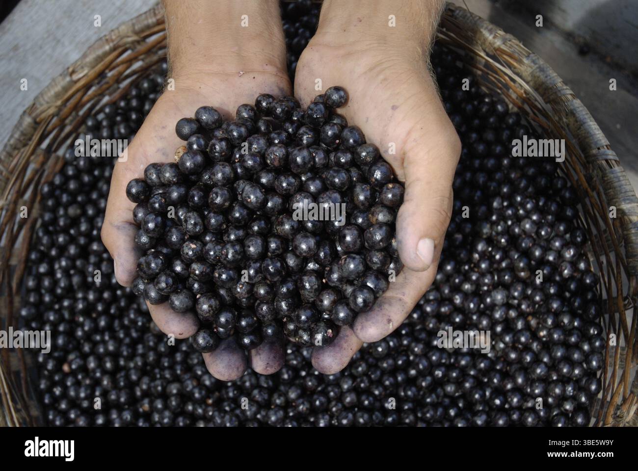Körbe gefüllt mit frisch geernteten açaí-Beeren warten auf den Transport von der Waldregion Igarapé-Mirim zum Hafen von Belém, Pará, Brasilien. Stockfoto