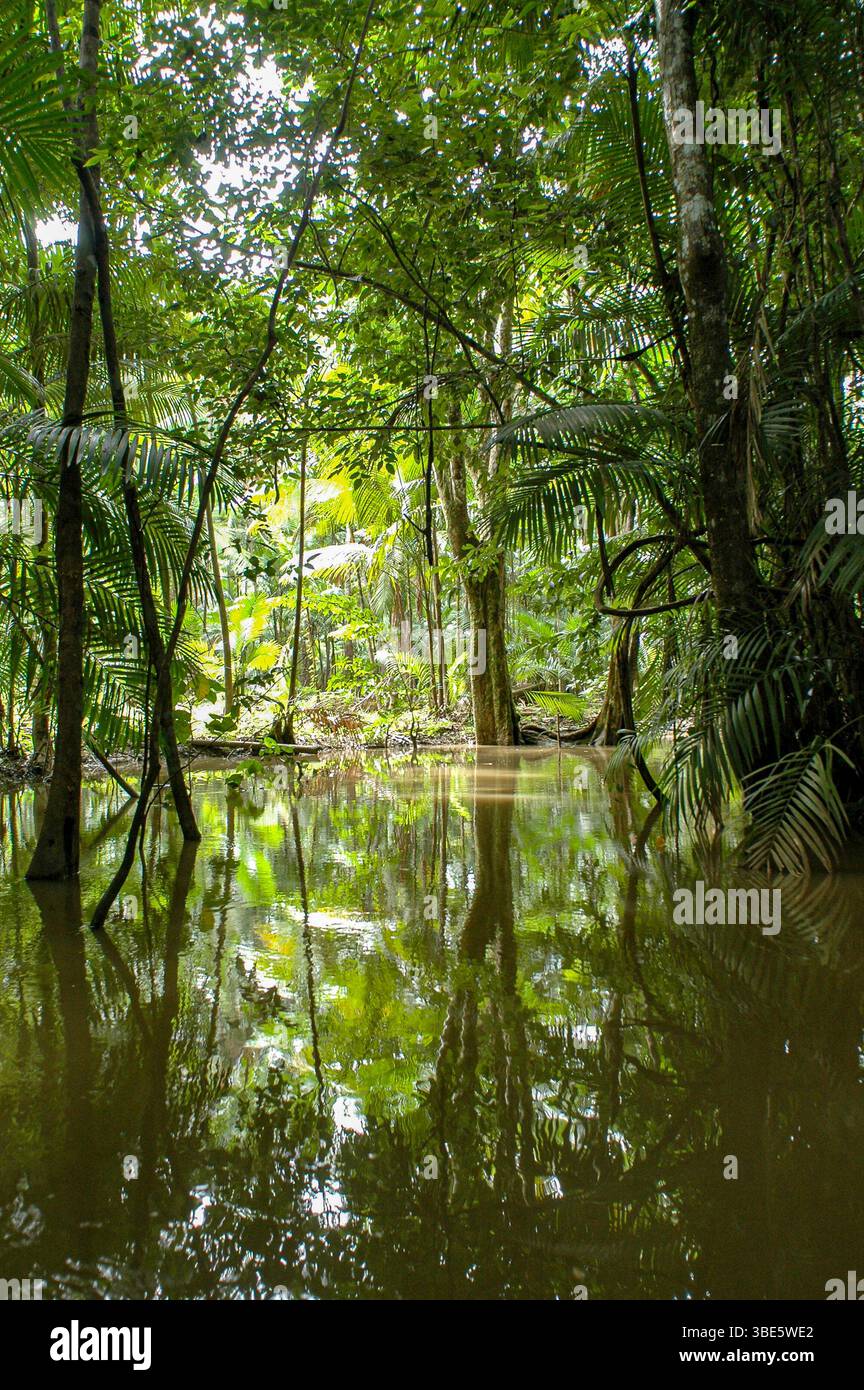 Überflutete Wälder zeigen, wie sich Amazonas-Bäume – unterstützt von Stelzenwurzeln und Pneumatophoren – an mehrere Monate saisonale Überschwemmungen anpassen. Stockfoto