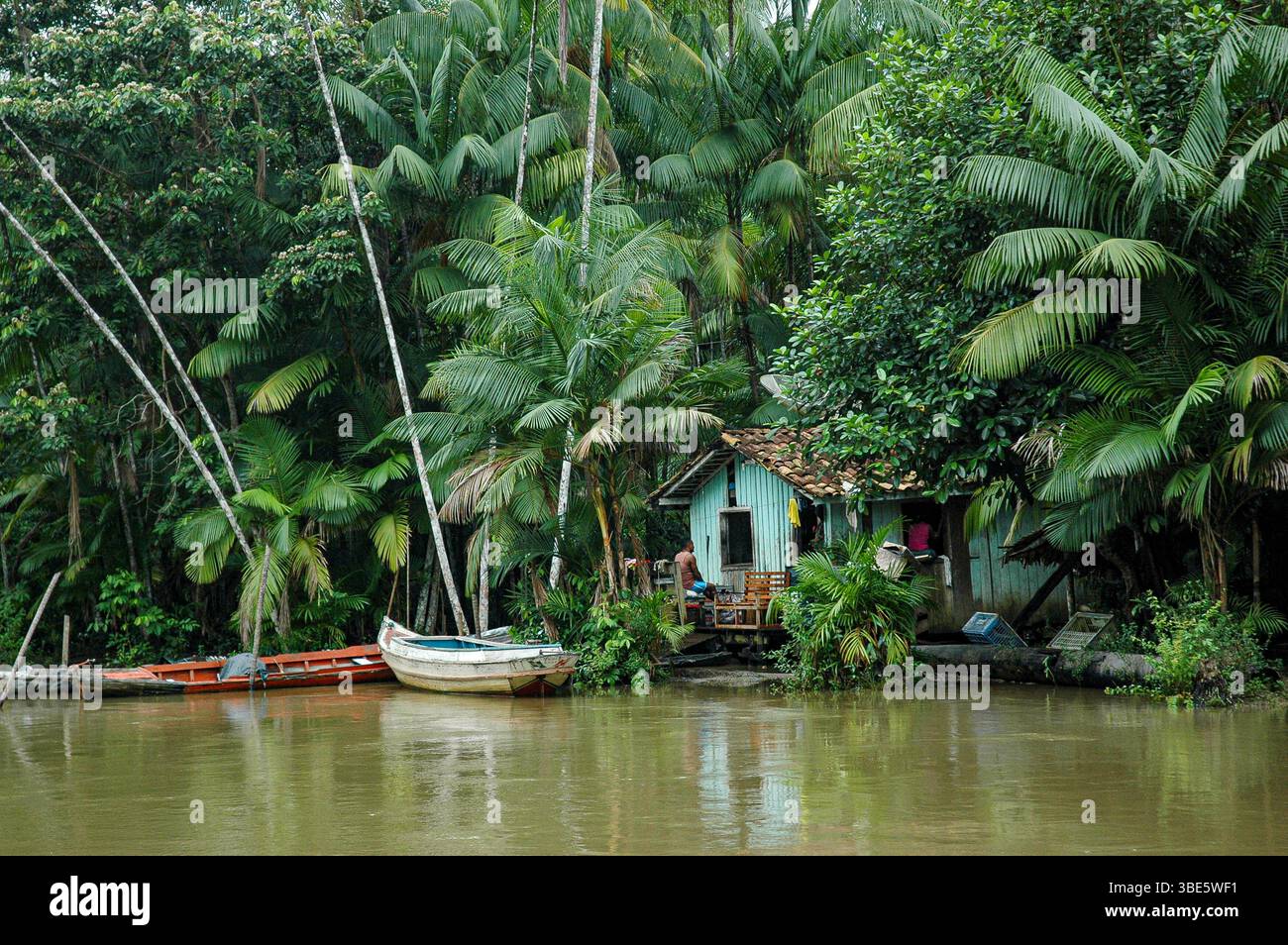 Ein hölzernes Haus am Fluss steht am Ufer des Pará State Waterway, umgeben von hohen açaí Palmen (Euterpe oleracea) und dichten Amazonas-Wäldern Stockfoto