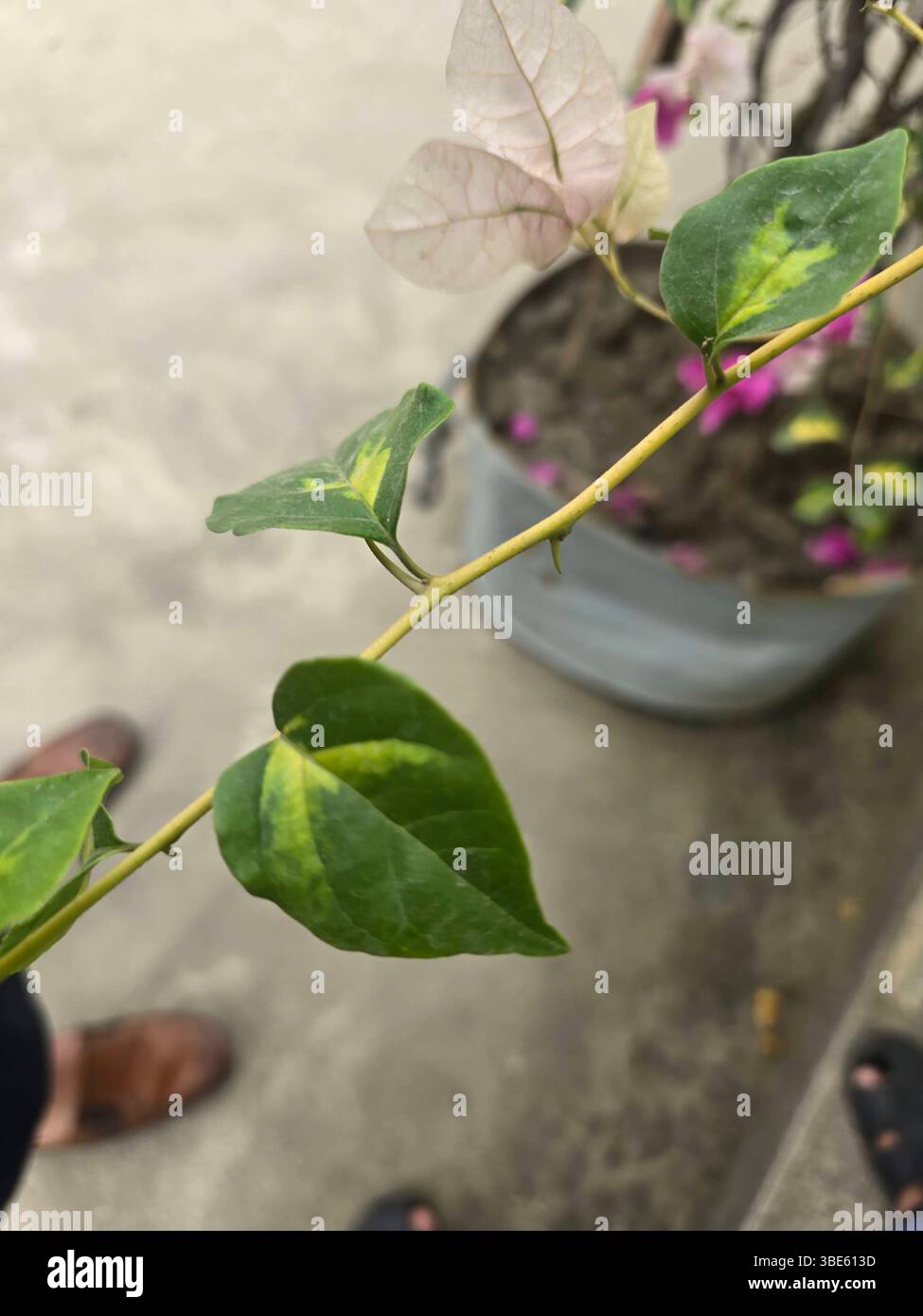 Nahaufnahme eines Bougainvillea-Zweiges mit verschiedenartigen Blättern - Smartphone-aufgenommenes Stockfoto