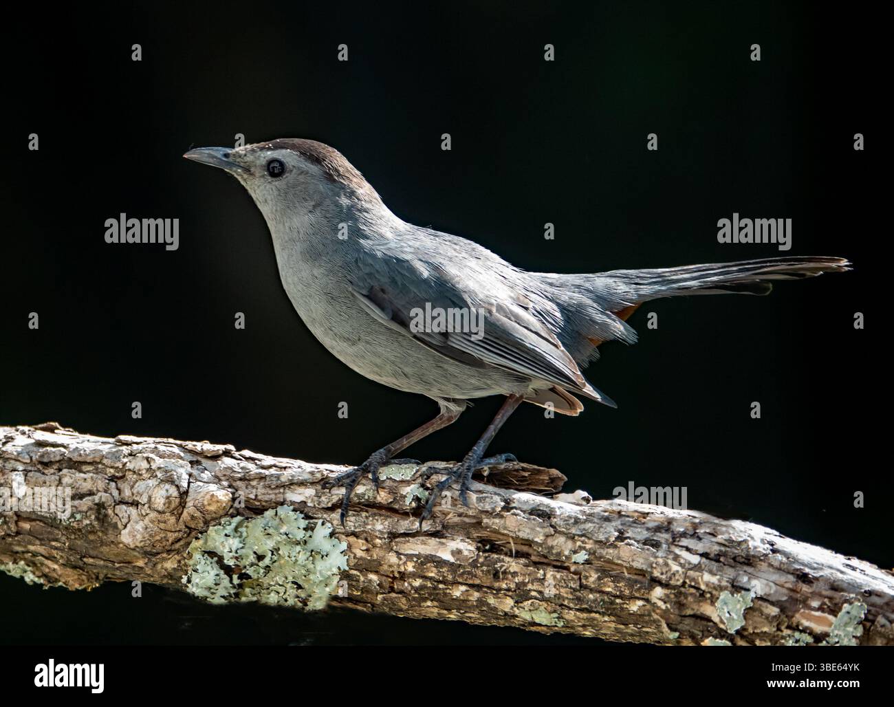 Nahaufnahme eines grauen Katzenvogels isoliert auf einem Ast mit schwarzem Hintergrund. Stockfoto