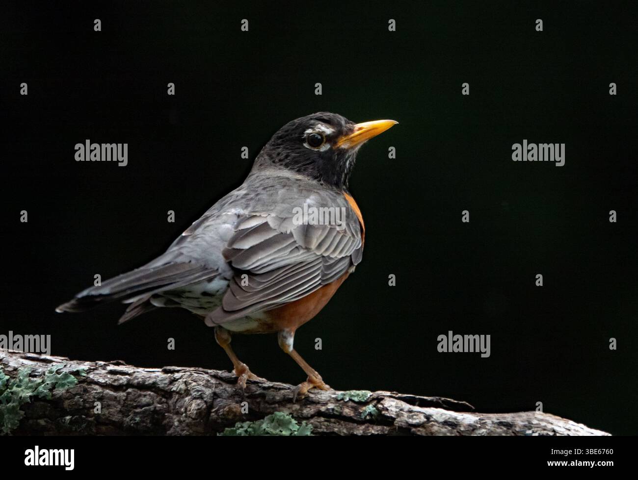 Nahaufnahme eines amerikanischen Robins auf einem Ast mit schwarzem Hintergrund. Stockfoto