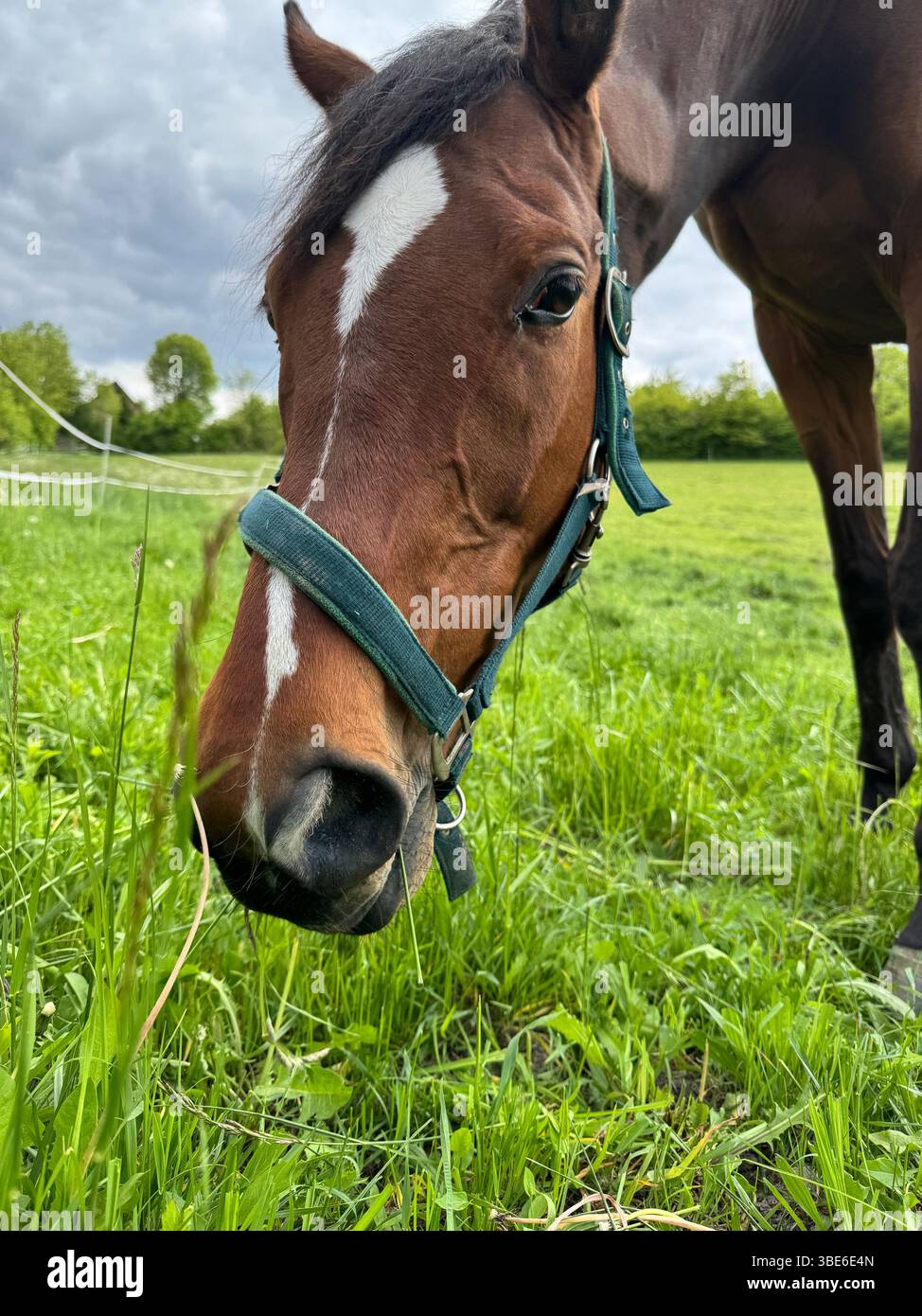 Nahaufnahme eines Kastaniensattelpferdes, das auf einer Weide weidet Stockfoto