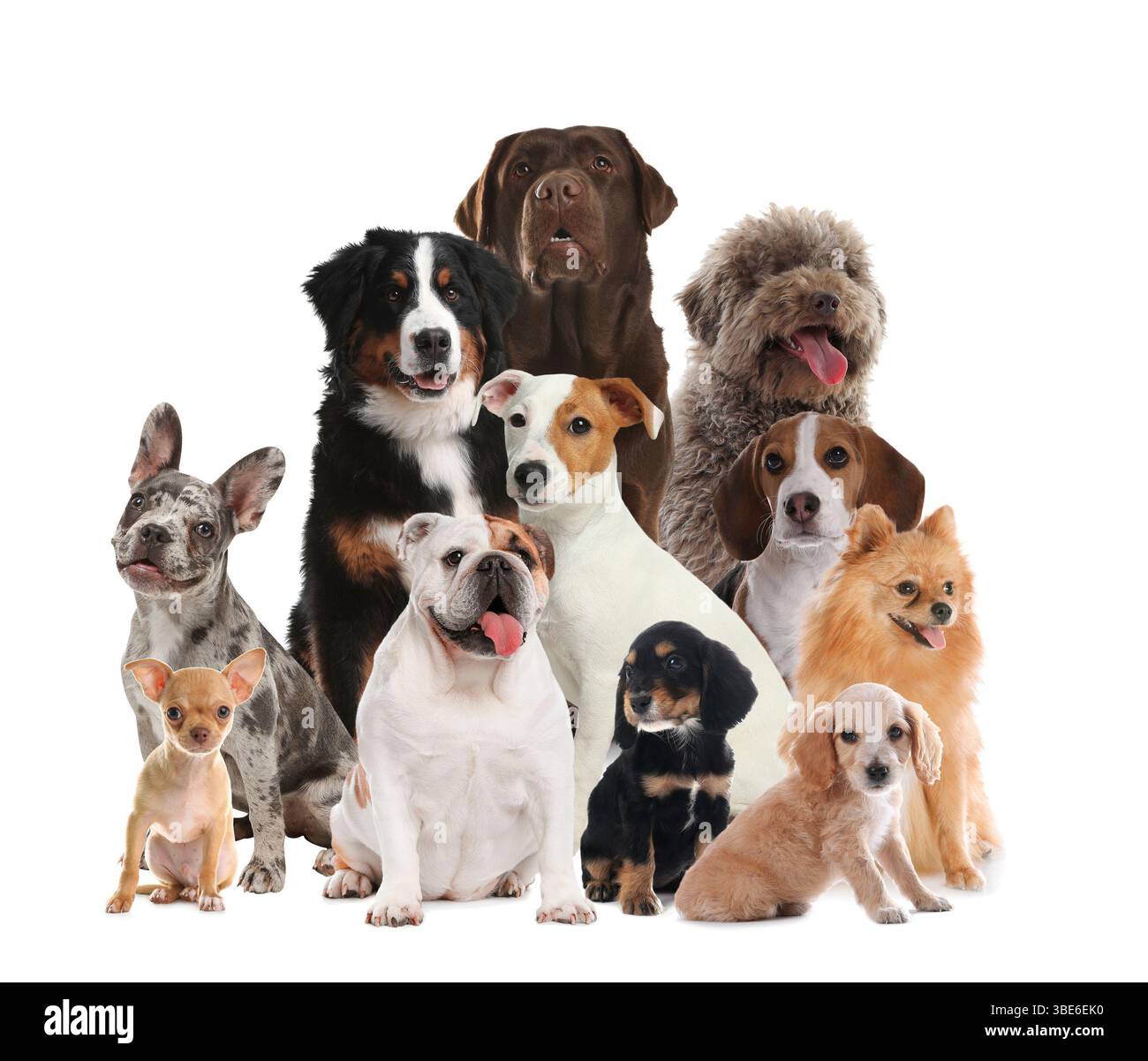 Gruppe von niedlichen Hunden auf weißem Hintergrund Stockfoto