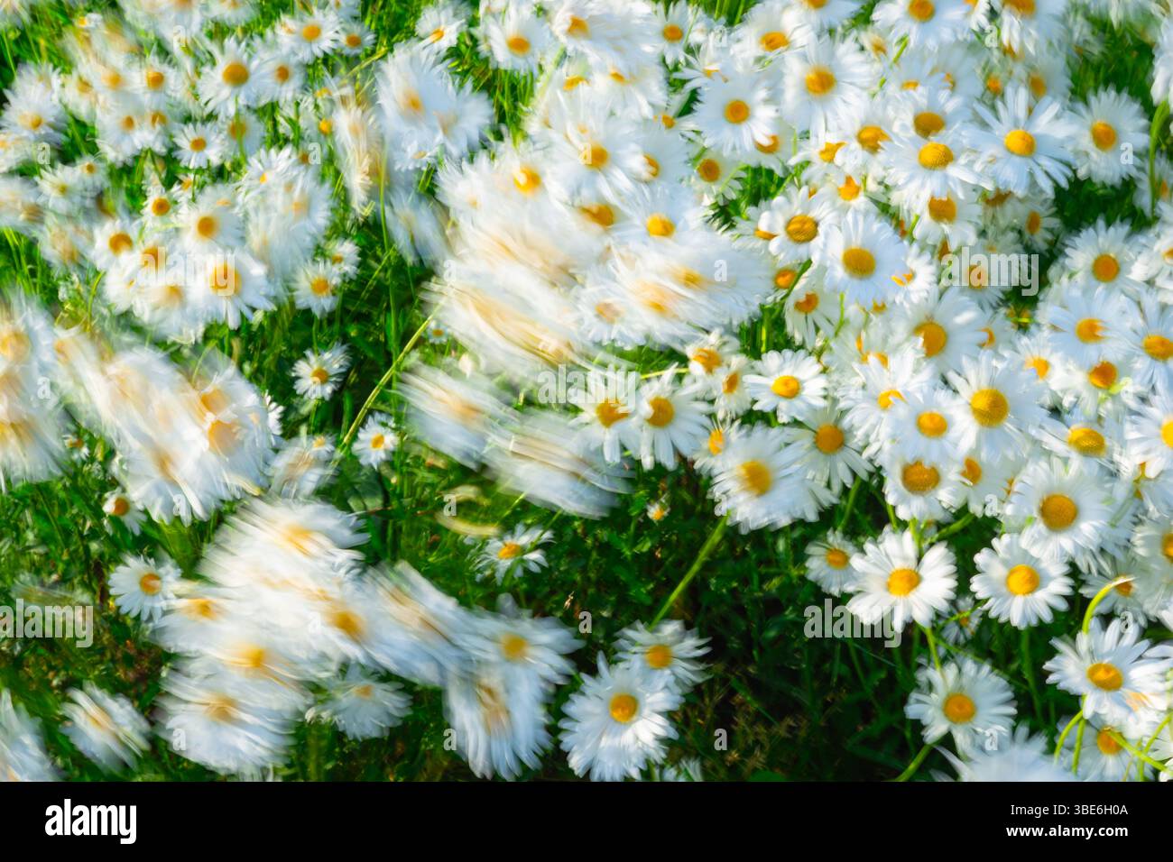 Die Blüten von Oxeye Gänseblümchen, Leucanthemum vulgare, bewegen sich im Wind. Verschwommene Bewegung aufgrund langer Belichtung. Stockfoto