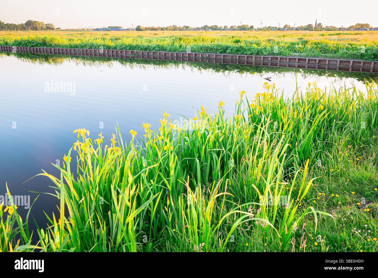 Ruhiger Blick auf gelbe Irisblüten (Iris pseudacorus) entlang des ruhigen Wassers im Polder Bloemendaal bei Gouda, Niederlande Stockfoto