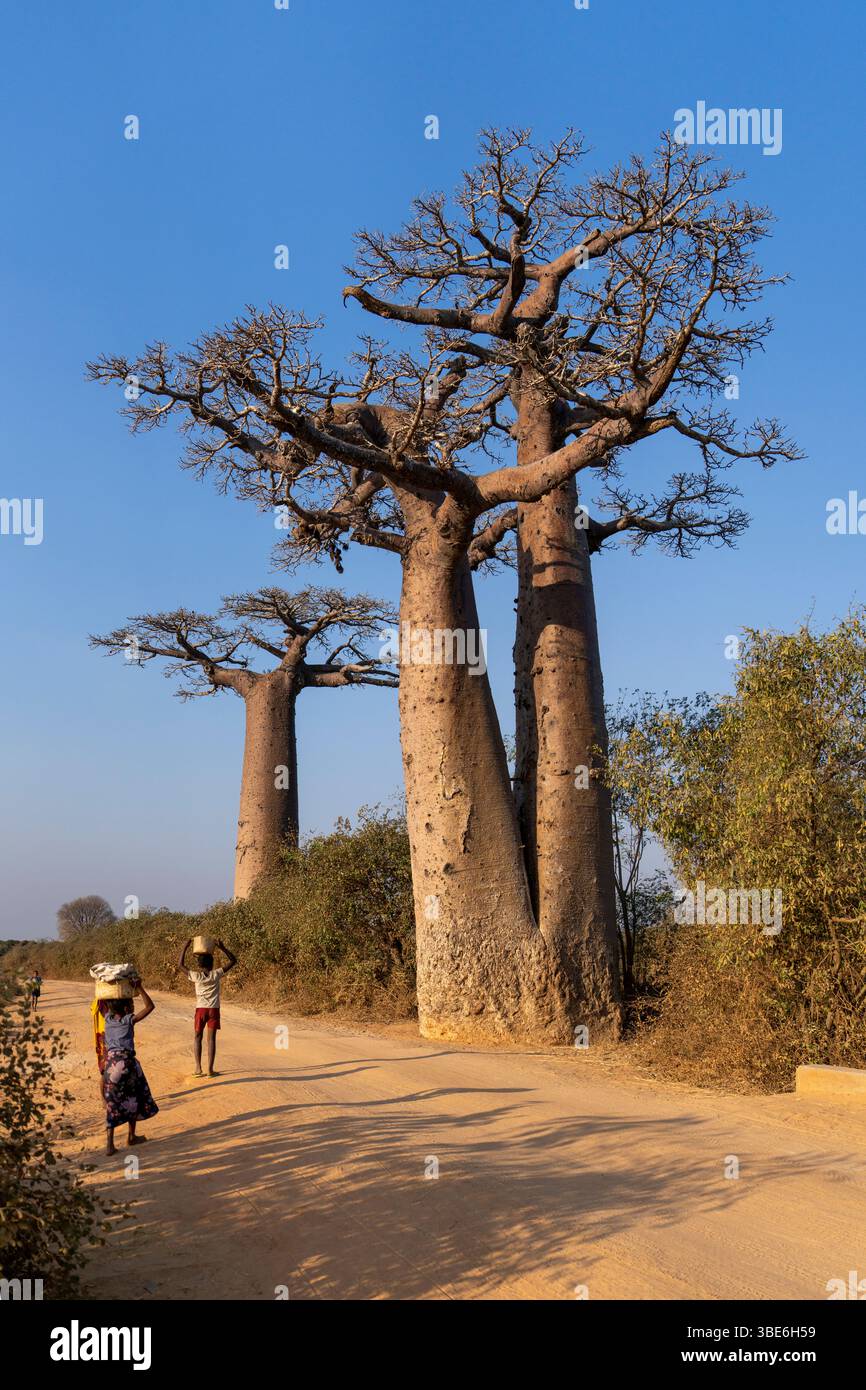Majestätische Baobab-Bäume erheben sich über einer staubigen Straße in der Nähe von Morondava, Madagaskar, mit Einheimischen, die Körbe tragen, und zeigen das ländliche Leben und die natürliche Schönheit. Stockfoto