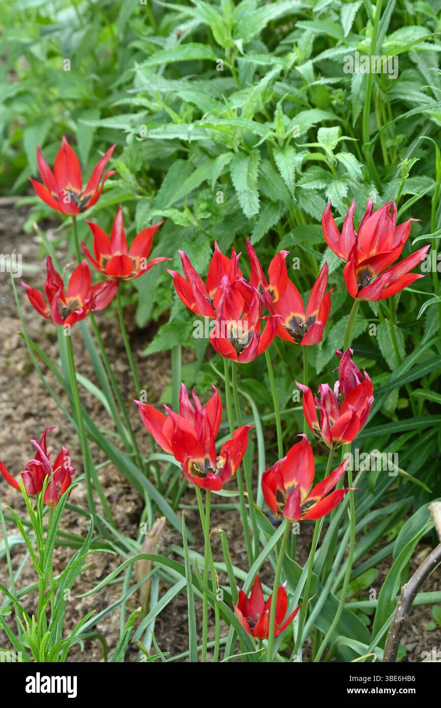 Rote Frühlingsblumen der Tulpe Tulipa hageri 'Splendens' UK Garden Mai Stockfoto
