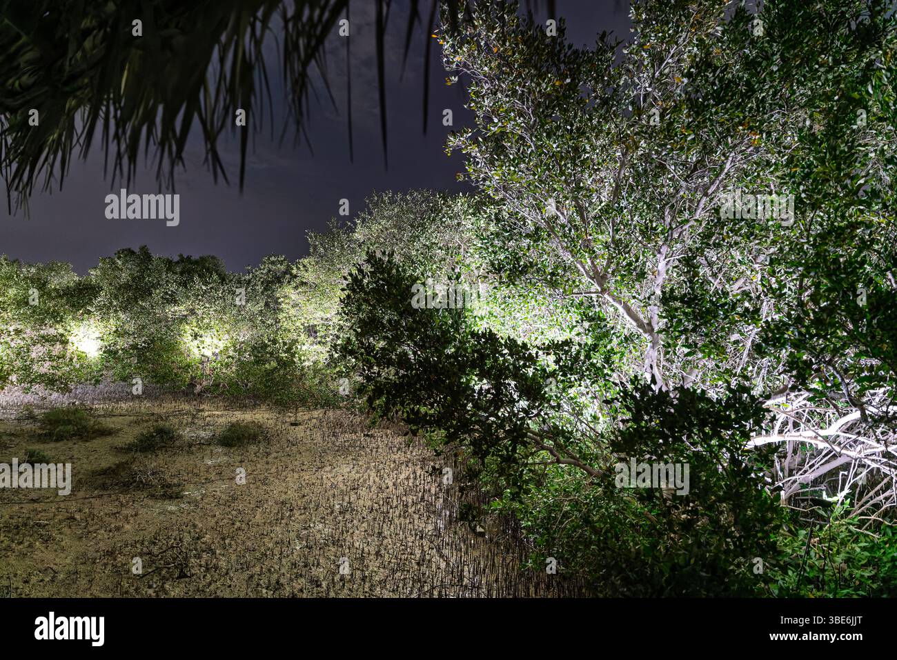 Flutlichter beleuchten den dichten Mangrovenwald bei Nacht auf Samaliyah Island in Abu Dhabi VAE für TeamLab's Life Is Continuous Light. Stockfoto