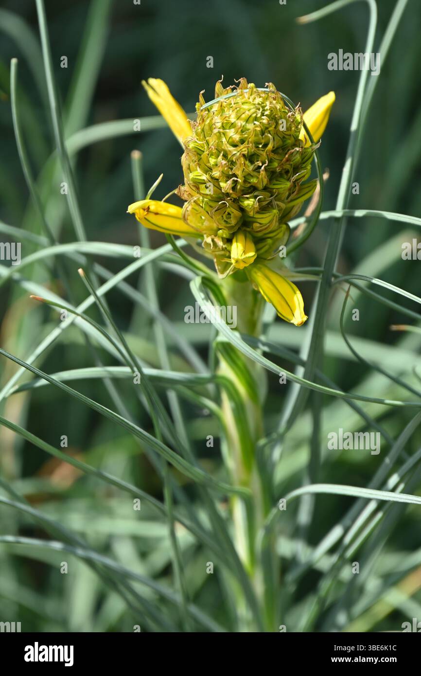 Gelbe Frühlingsblumen von Asphodel beginnen, Großbritannien Mai zu öffnen Stockfoto