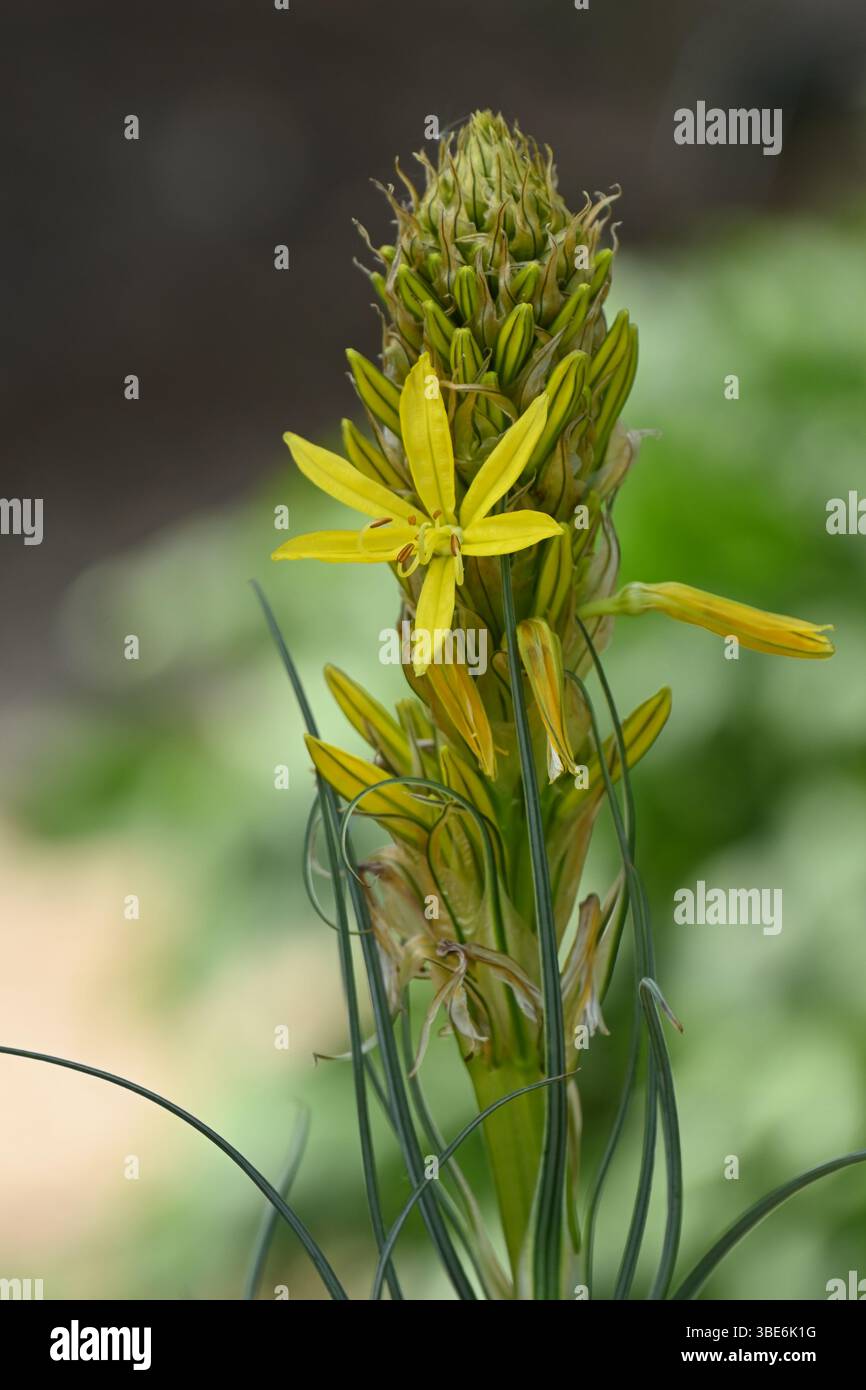 Gelbe Frühlingsblumen von Asphodel beginnen, Großbritannien Mai zu öffnen Stockfoto