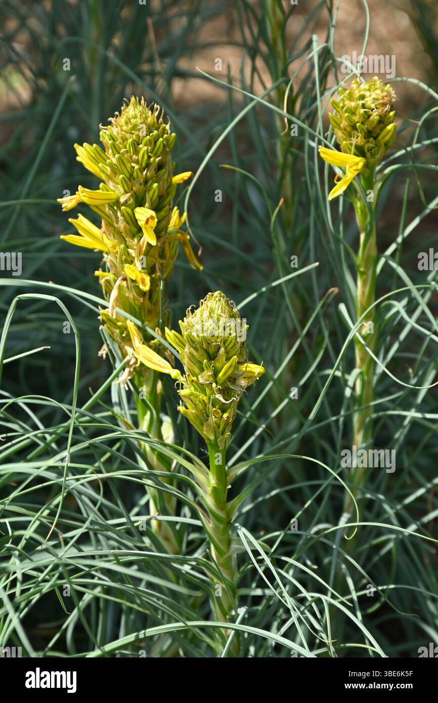 Gelbe Frühlingsblumen von Asphodel beginnen, Großbritannien Mai zu öffnen Stockfoto