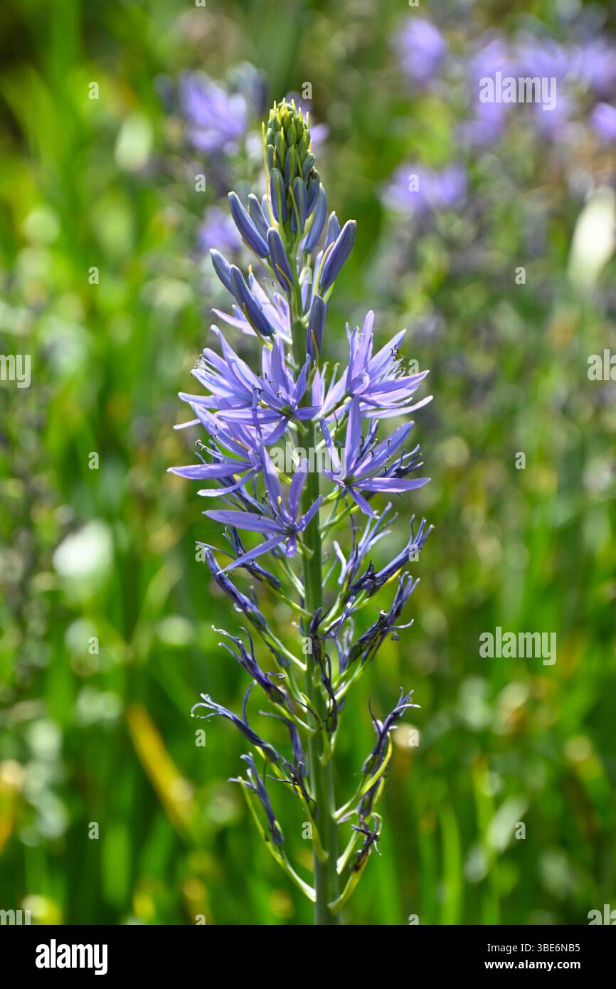 Blaue Frühlingsblumen von Camassia oder Quamash UK Garden May Stockfoto
