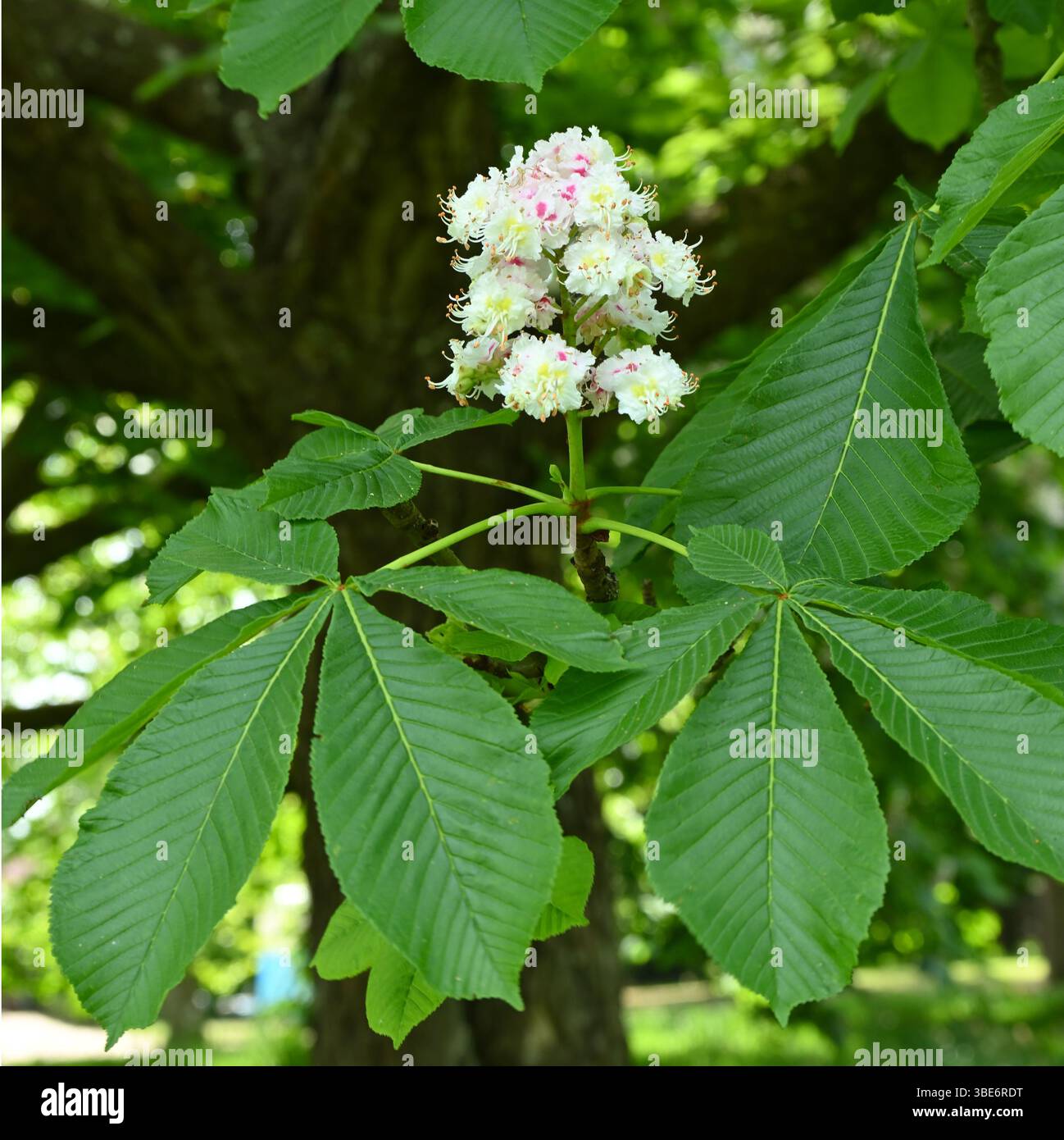 Weiße rosa und gelbe Frühlings-/Sommerblumen von Rosskastanie, Aesculus hippocastanum oder Konkerbaum UK May Stockfoto