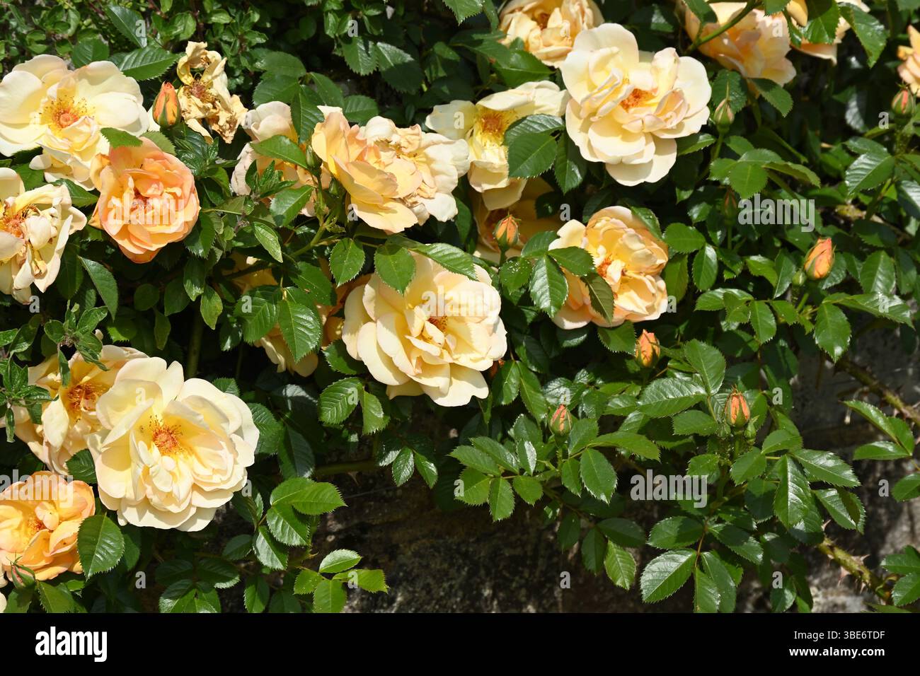 Halb-Doppel, Frühlingsaprikosenfarbene Rosenblumen UK Garden Mai Stockfoto