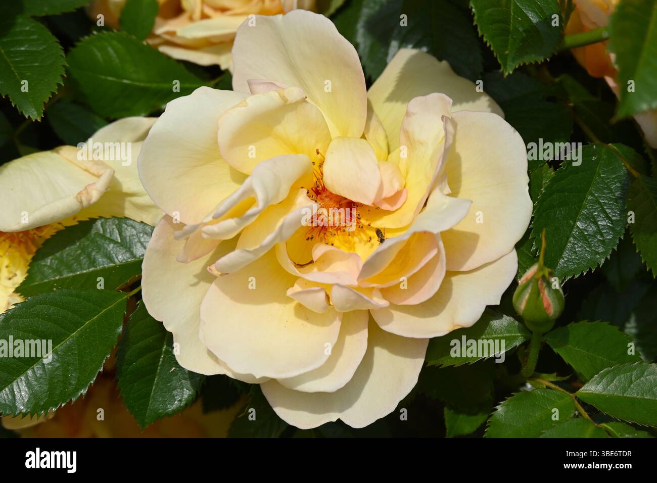 Halb-Doppel, Frühlingsaprikosenfarbene Rosenblumen UK Garden Mai Stockfoto