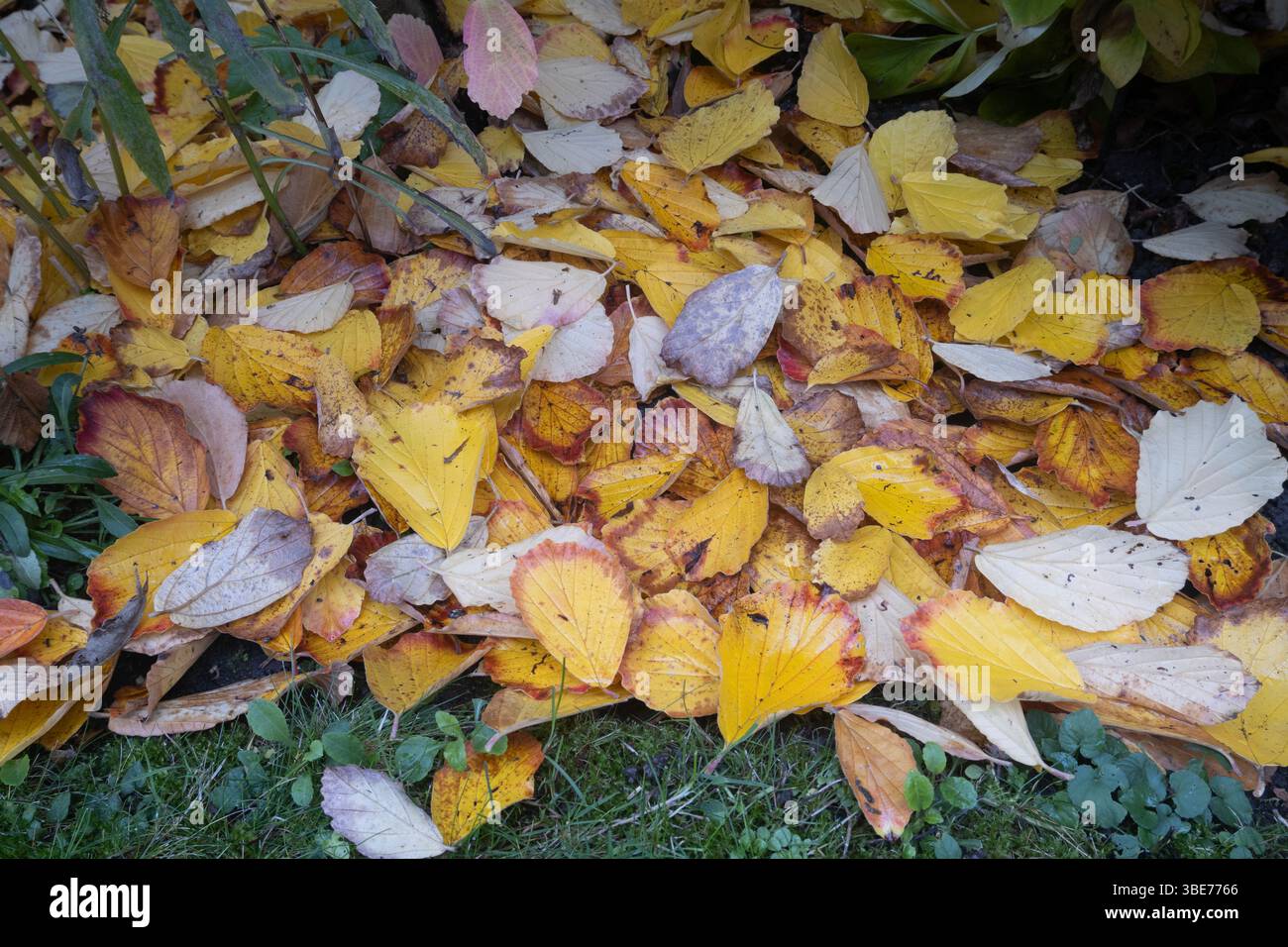 Grüne Grashalme, bedeckt mit herabfallenden Herbstblättern Stockfoto
