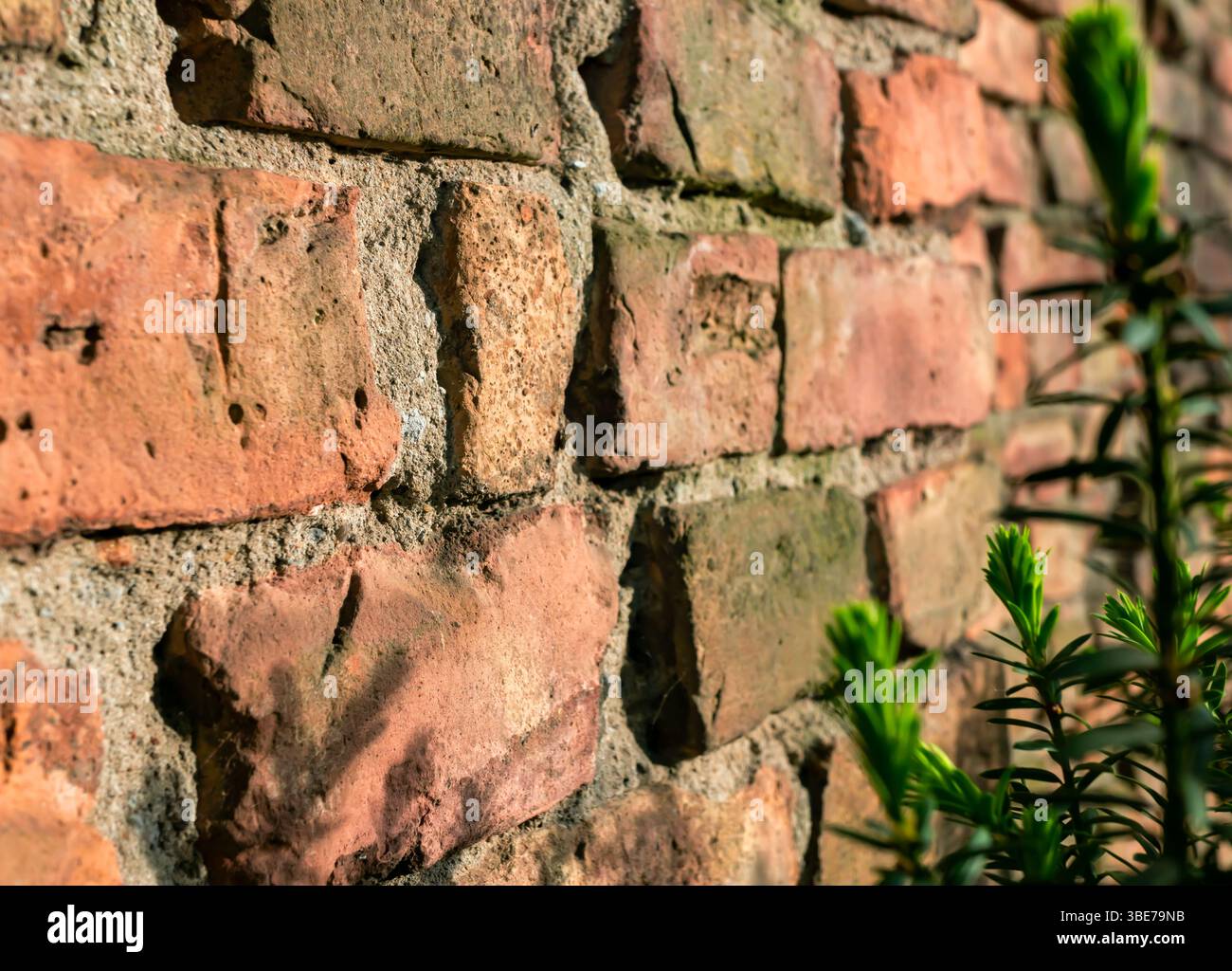 Nahaufnahme der Mauer des alten Backsteinfriedhofs mit grüner Pflanze im Vordergrund. Stockfoto