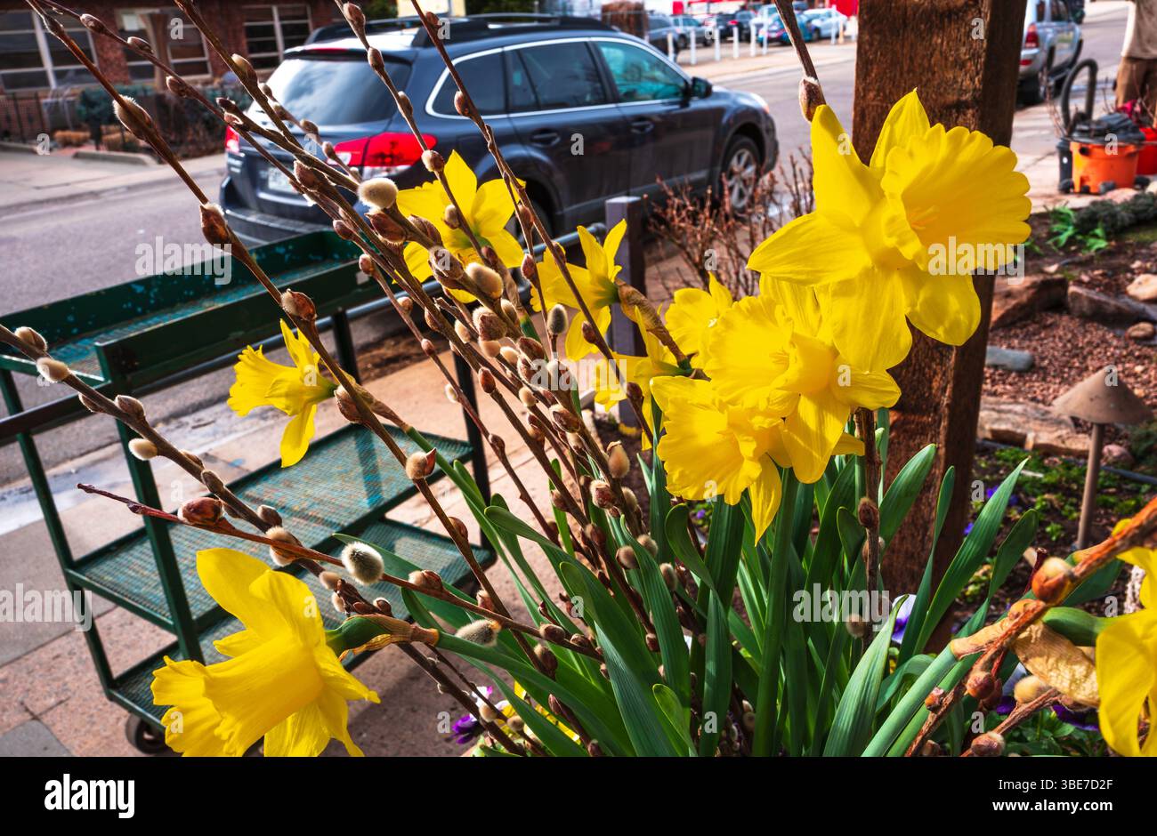 Leuchtend gelbe Narzissen in einem Pflanzgefäß begrüßen die Gäste am Eingang eines Gartenvorrats und Kindergartengeschäfts. Stockfoto