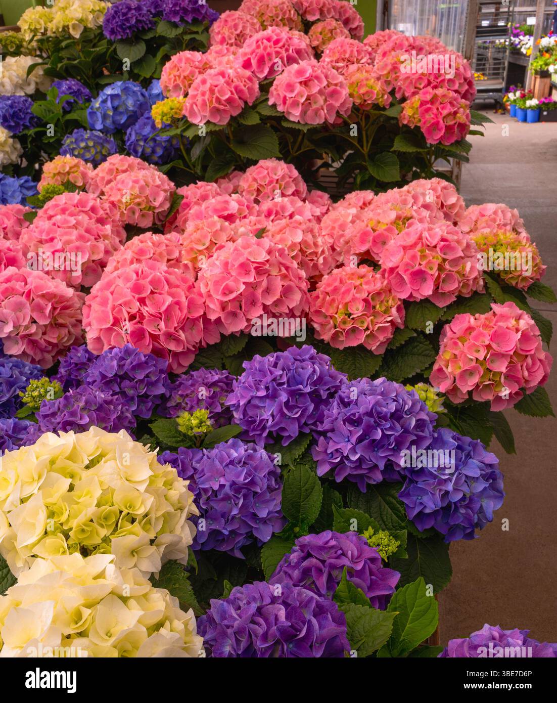 Hortensie Blumen in verschiedenen Farben und Farben in einem lokalen Garden Center Store. Stockfoto