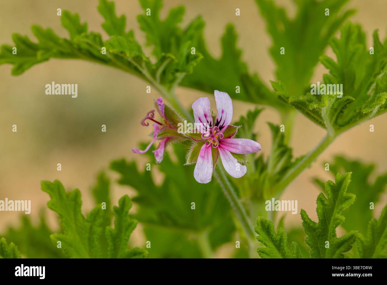 Citronella-Pflanze mit violetter Blüte. Wildblumengarten, Gartenbau und toxische Pflanzen. Stockfoto