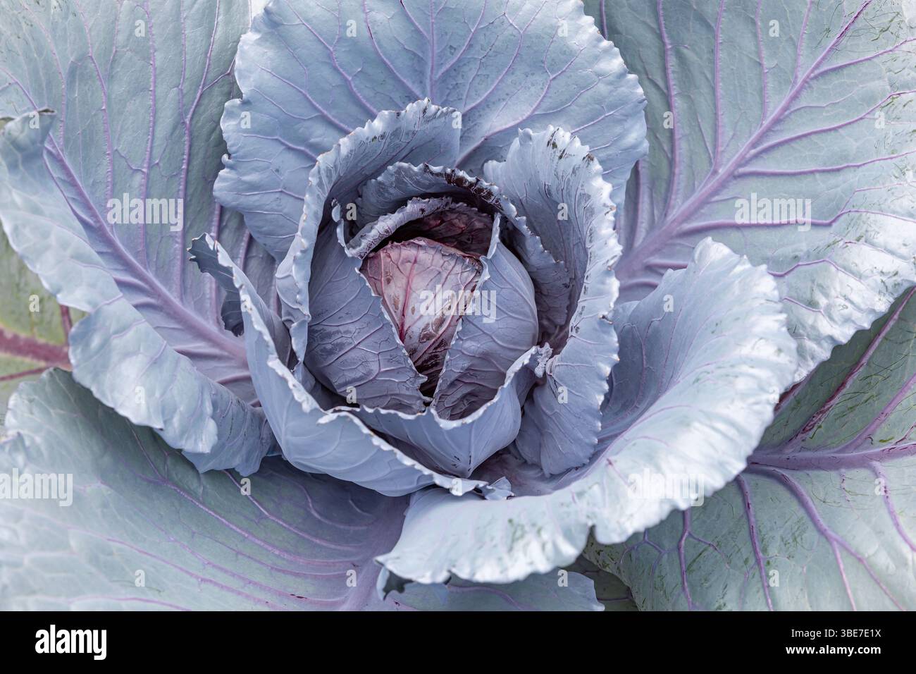 Rotkohl wächst im Garten. Gartenbau, Bio-Produkte und Kohl-Landwirtschaft. Stockfoto