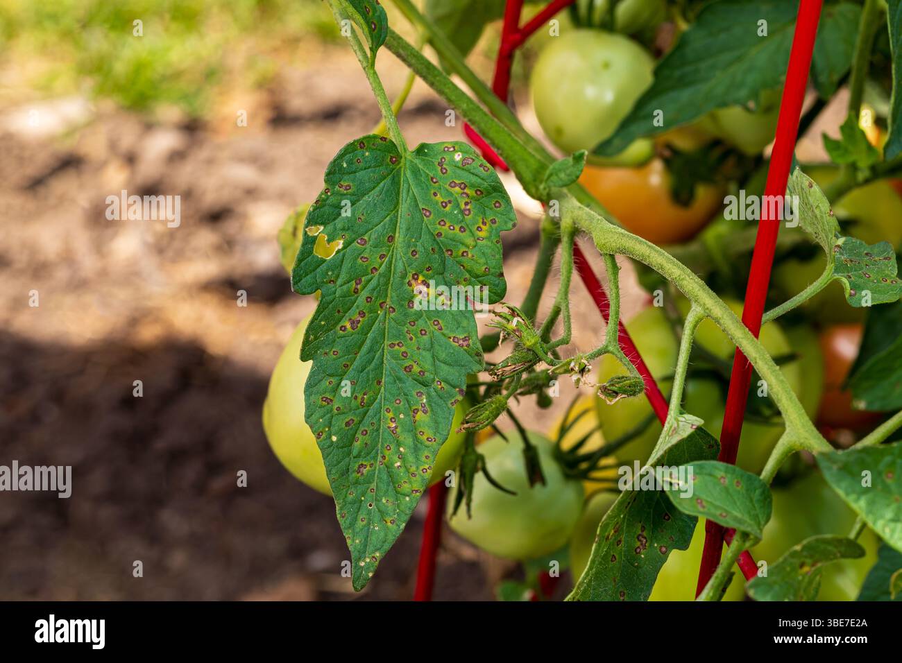 Tomatenblatt mit schwarzen Läsionen und Flecken. Identifizierung, Prävention und Behandlungskonzept von Tomatenpflanzenkrankheiten. Stockfoto