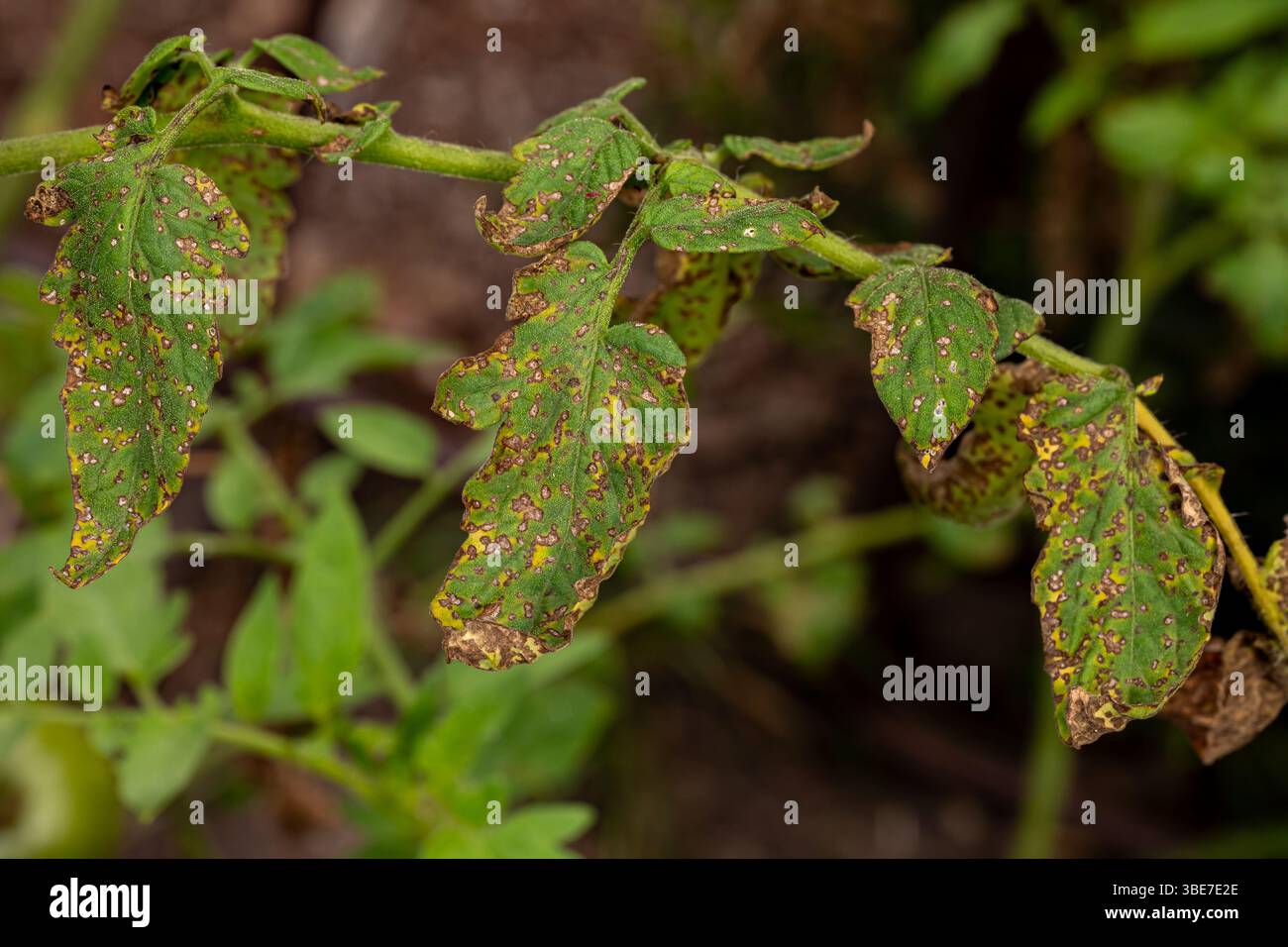 Tomatenblatt mit schwarzen Läsionen und Flecken. Identifizierung, Prävention und Behandlungskonzept von Tomatenpflanzenkrankheiten. Stockfoto