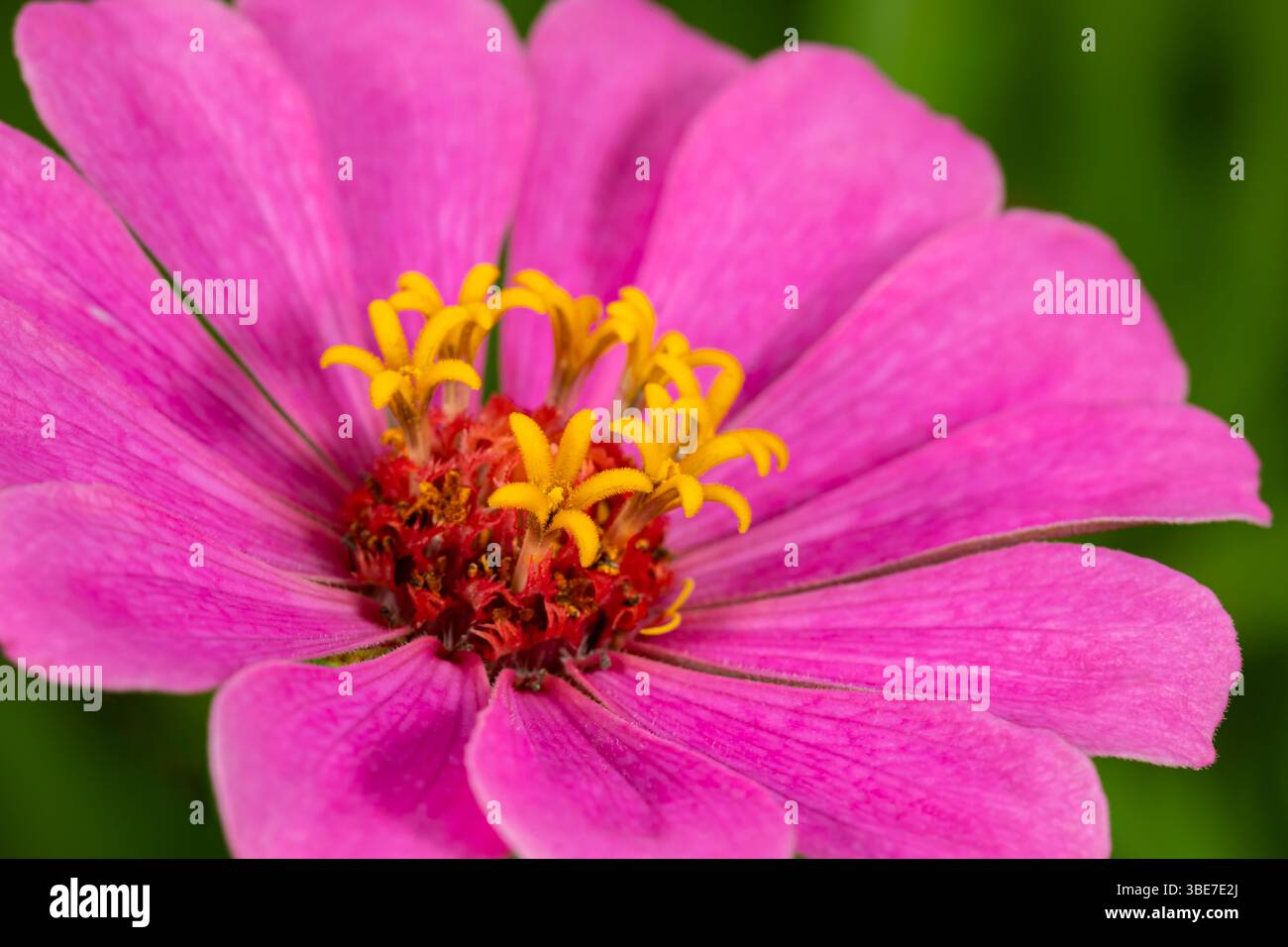 Nahaufnahme einer rosa Zinnia-Blume mit gelben Antheren. Wildblumengarten, Gartenbau und Bestäuberlebensraumkonzept. Stockfoto