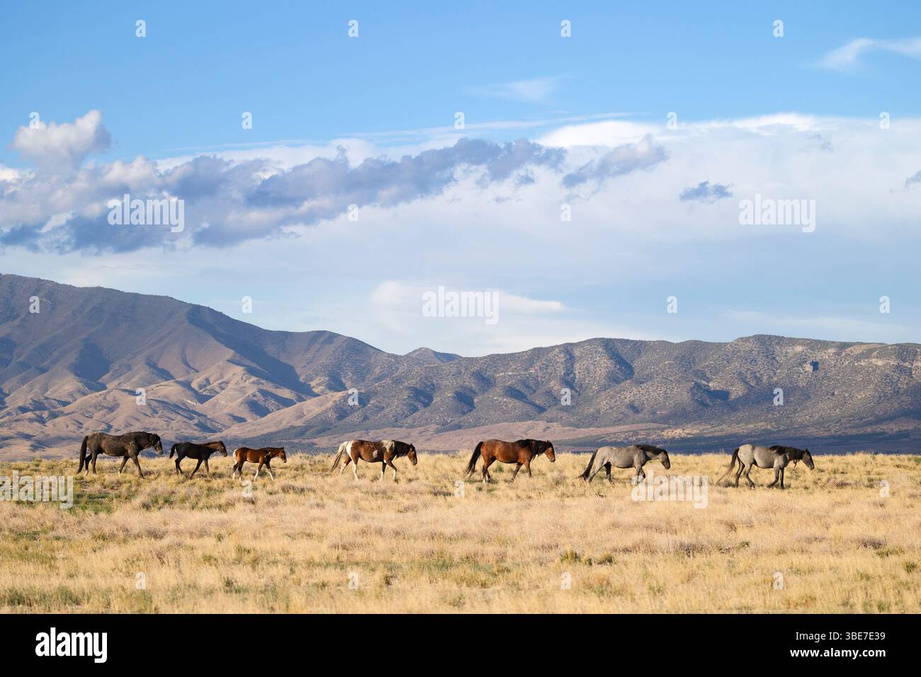 Eine Gruppe wilder Pferde in der Westwüste von Utah Stockfoto