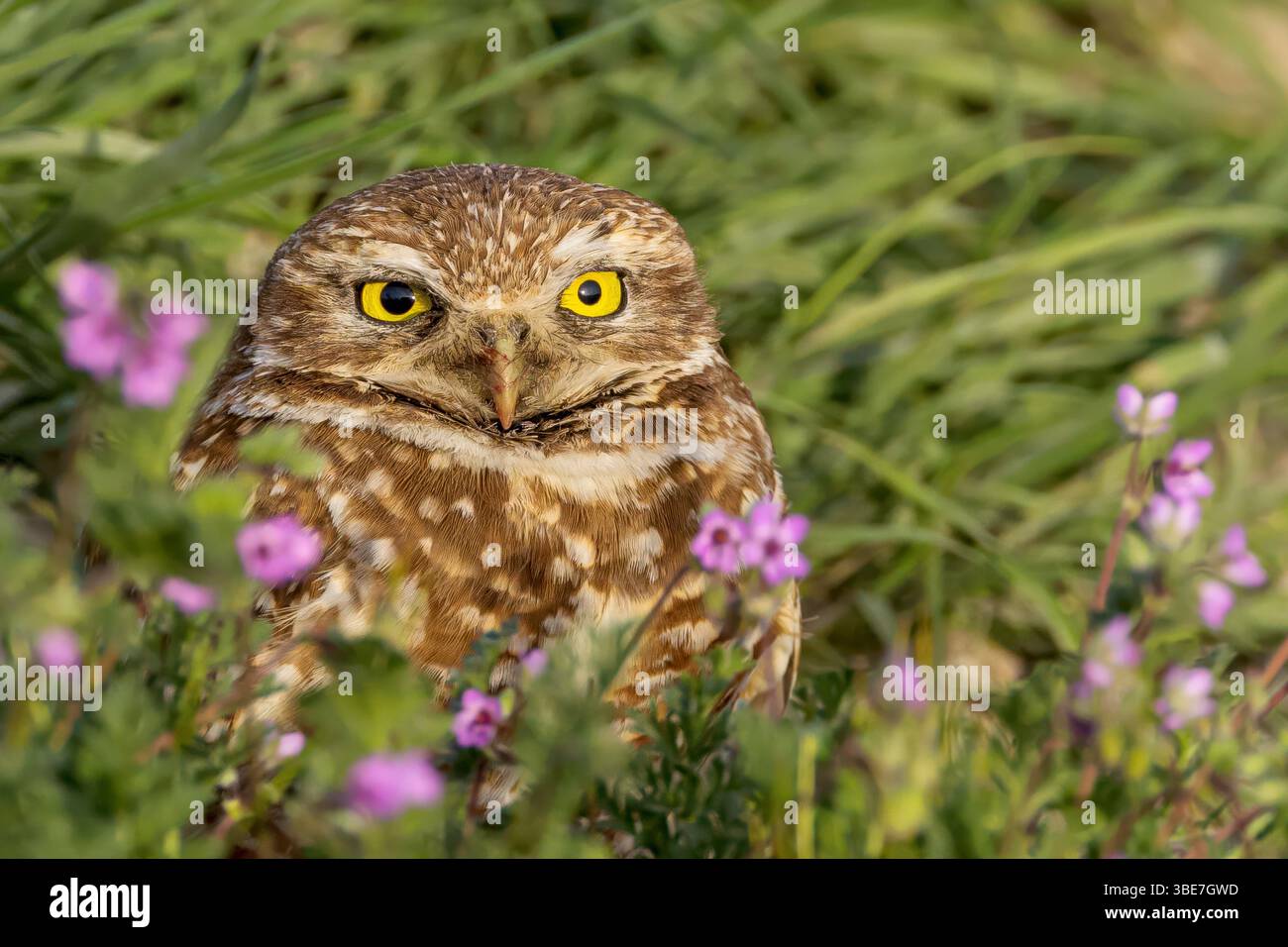 Eulen In Blumen Stockfoto