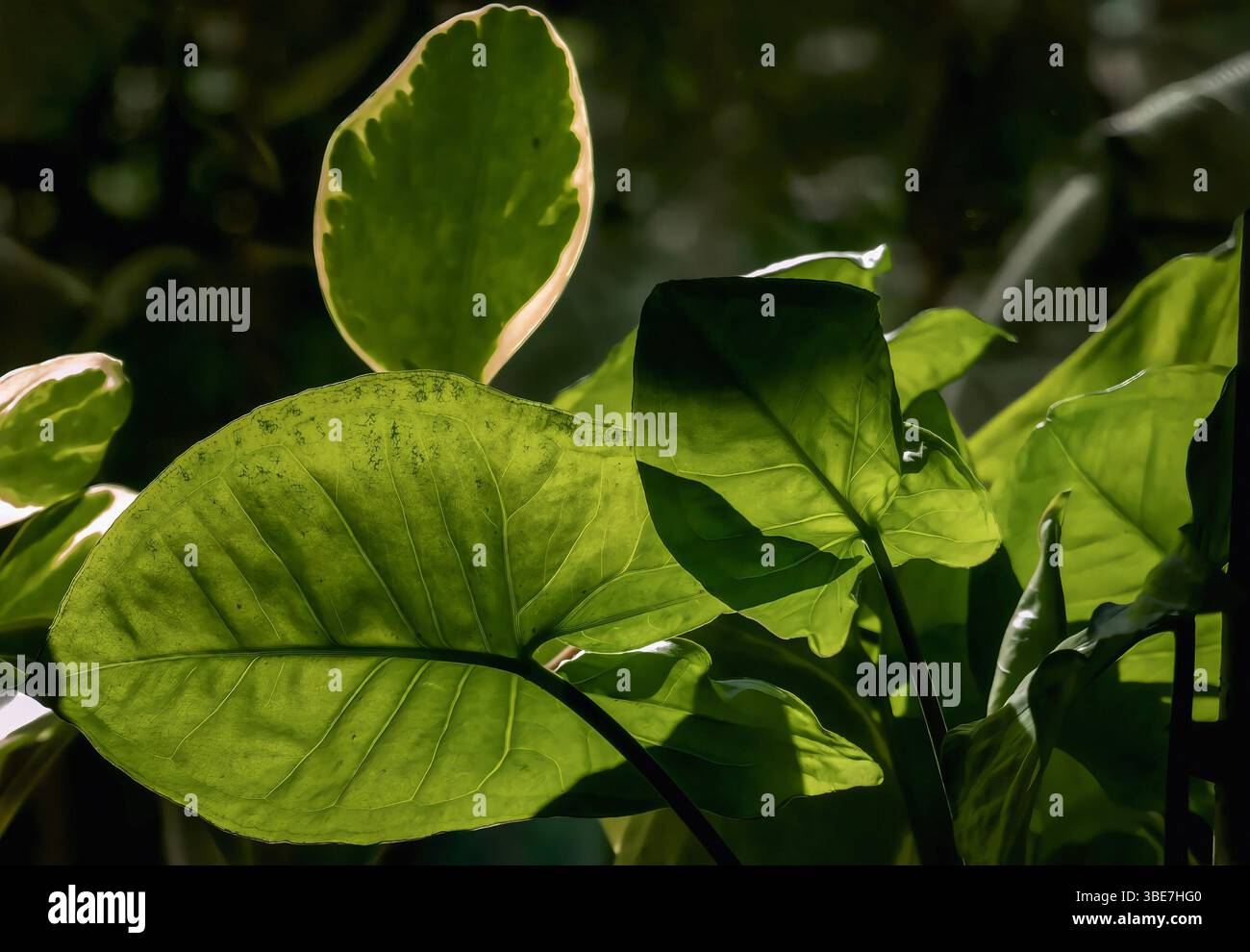Breite Blätter von Hauspflanzen im Morgensonnenlicht Stockfoto