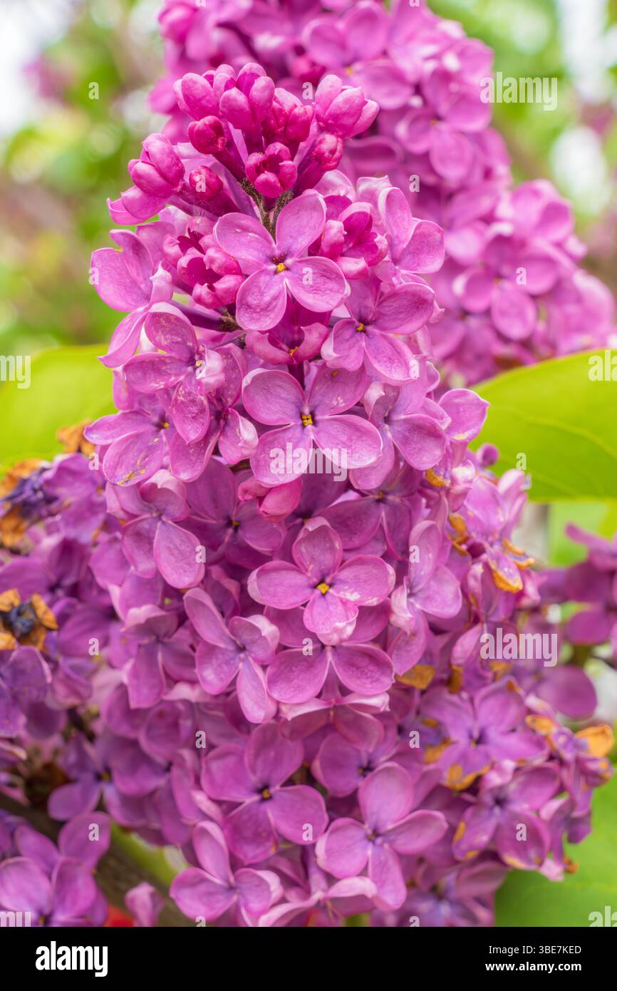 Der gemeine Flieder, Syringa vulgaris, ist eine wohlriechende Holzpflanze aus der Olivenfamilie. Fotografiert im Frühjahr in Seaforth Ontario Kanada. Stockfoto