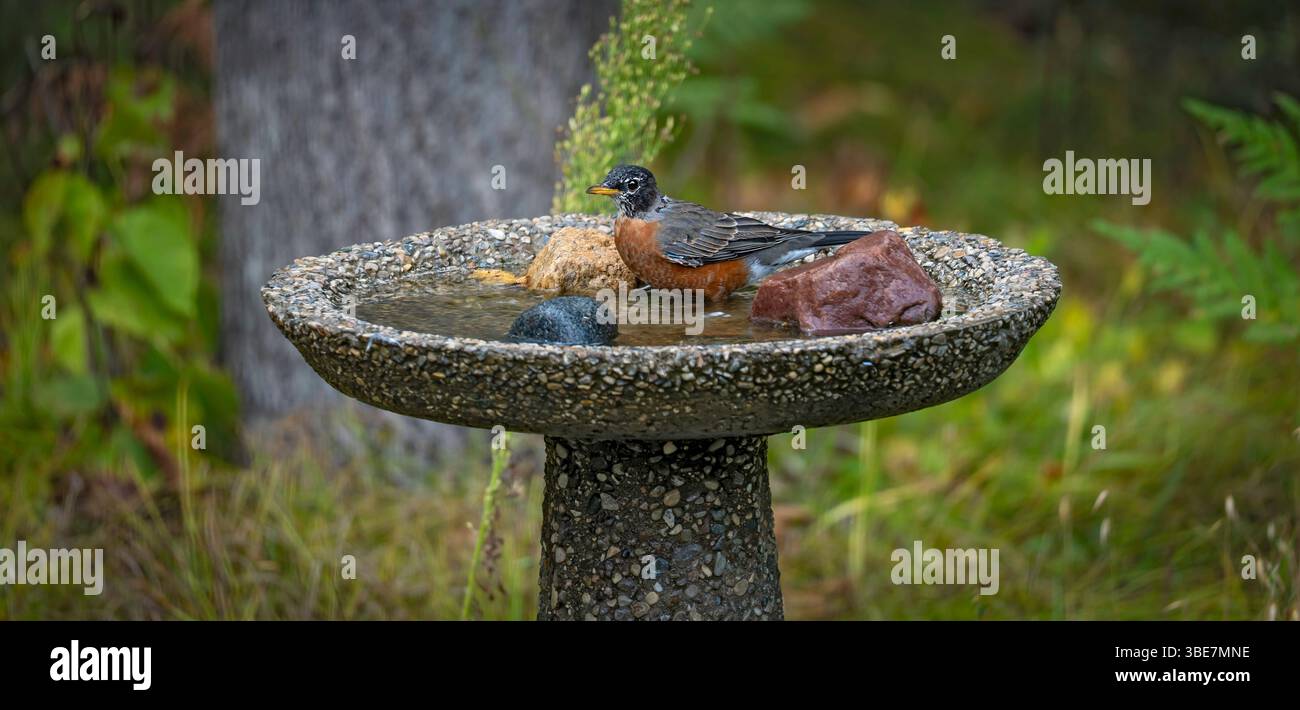 American robin genießt das Wasser in einem Vogelbad im Garten im Garten. Stockfoto