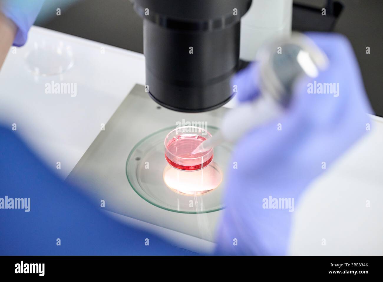 Embryologe mit Mikroskop in der Hand Stockfoto