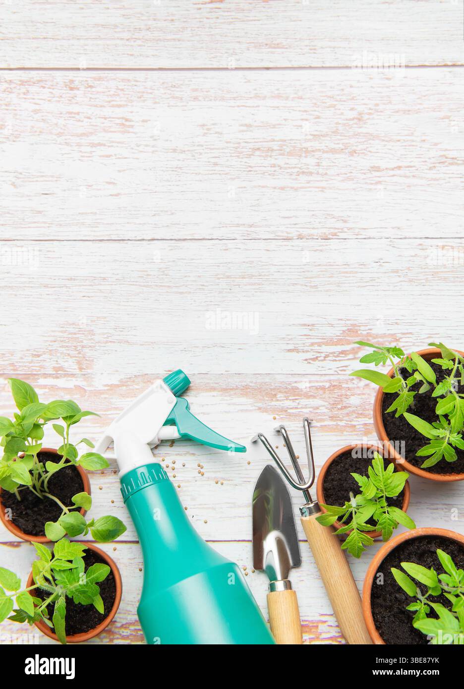 Gartenwerkzeuge, Sprühflasche und Tomatensämlinge auf einem rustikalen weißen Holztisch, die eine Frühlingspflanzenszene schaffen Stockfoto