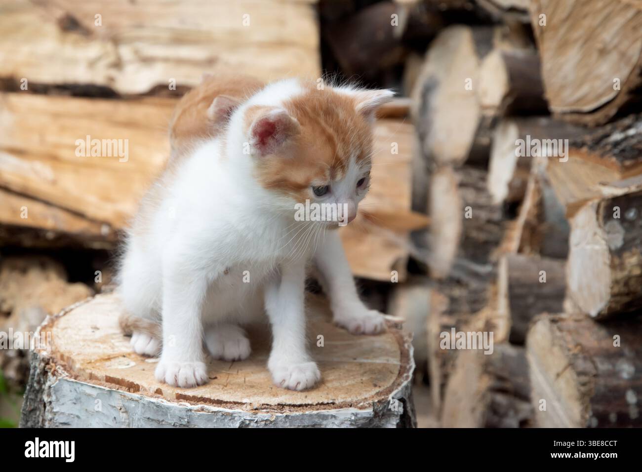 Zwei entzückende orange-weiße Kätzchen erkunden einen Baumstumpf in der Nähe von gestapeltem Feuerholz Stockfoto