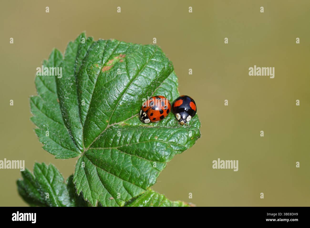 Harlequin Marienkäfer Harmonia axyridis f. spectabilis und f. succinea auf einem Brombeerblatt. Familie Coccinellidae. Frühling, Mai, Niederlande Stockfoto