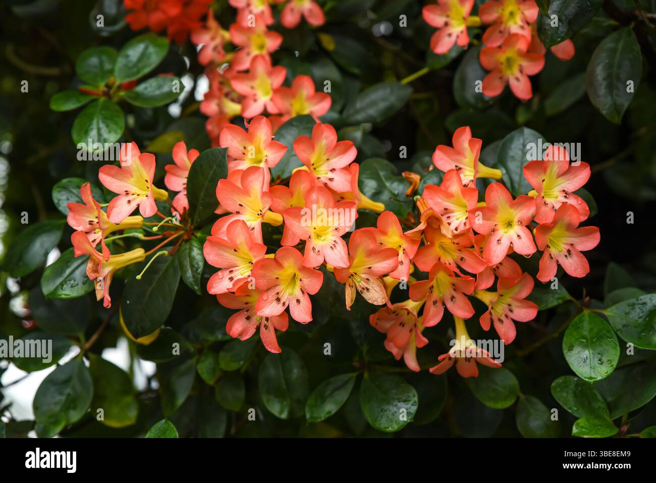 Tropische Rhododendrons aus Vireya blühen in einem üppigen Garten, heimisch in Südostasien und gehören zur Familie der Ericaceae. Stockfoto