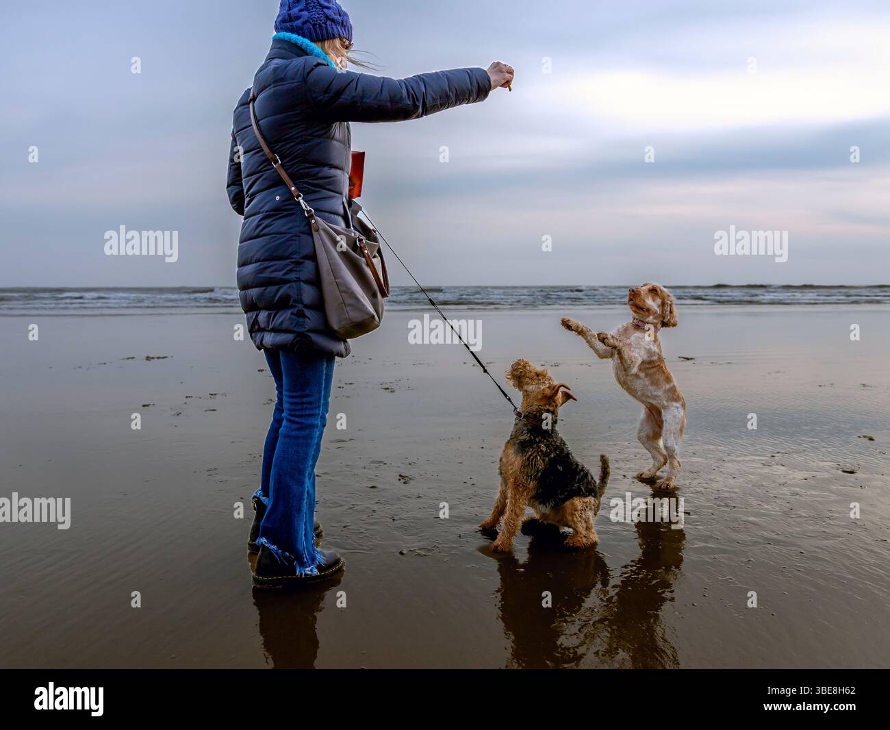 Weibliche professionelle Hundetrainer/Walkerin am Strand mit 2 Hunden. Zeig Spaniel und einen walisischen Terrier Stockfoto
