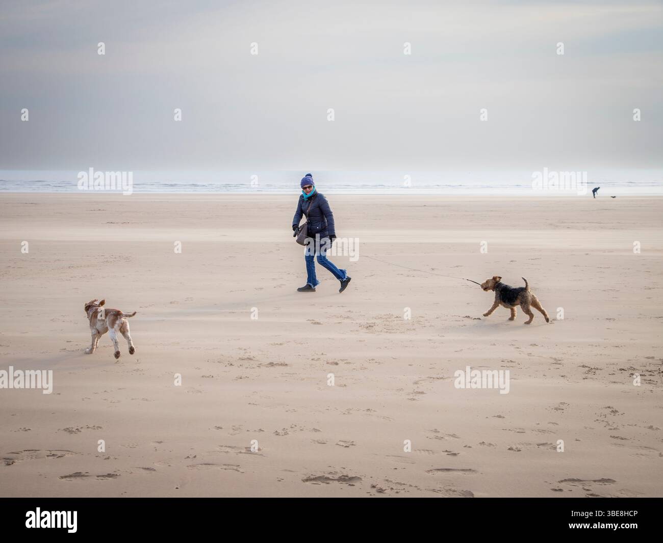 Weibliche professionelle Hundetrainer/Walkerin am Strand mit 2 Hunden. Zeig Spaniel und einen walisischen Terrier Stockfoto