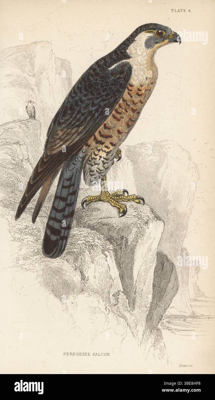 Wanderfalke, Falco peregrinus. Handkolorierter Stahlstich von William Lizars nach einer Illustration aus Sir William Jardines Ornithologie, British Birds, Birds of Prey, Vol. XXIV der Naturalist’s Library, W.H. Lizars, Edinburgh, 1843. Stockfoto