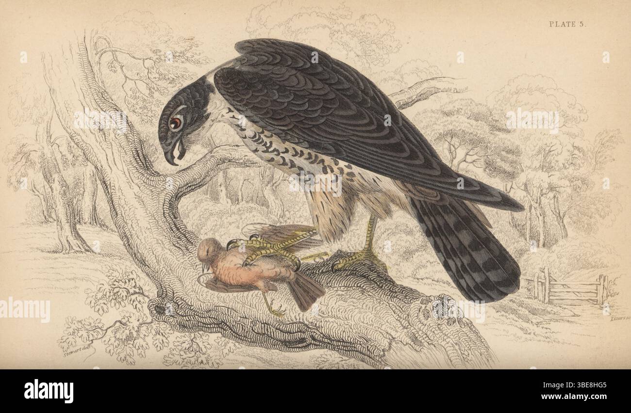 Eurasisches Hobby, Falco subbuteo, fresst Beute an einem Baumzweig. Handkolorierter Stahlstich von William Lizars nach einer Illustration von James Stewart aus Sir William Jardine’s Ornithology, British Birds, Birds of Prey, Vol. XXIV der Naturalist’s Library, W.H. Lizars, Edinburgh, 1843. Stockfoto