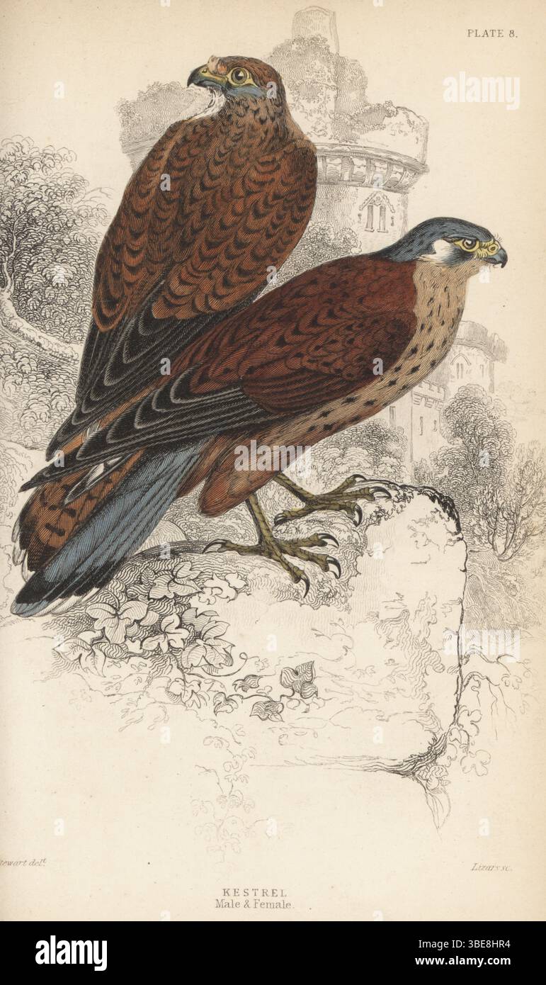 Kestrel, Falco Tinnunkulus, männlich und weiblich. Handkolorierter Stahlstich von William Lizars nach einer Illustration von James Stewart aus Sir William Jardine’s Ornithology, British Birds, Birds of Prey, Vol. XXIV der Naturalist’s Library, W.H. Lizars, Edinburgh, 1843. Stockfoto