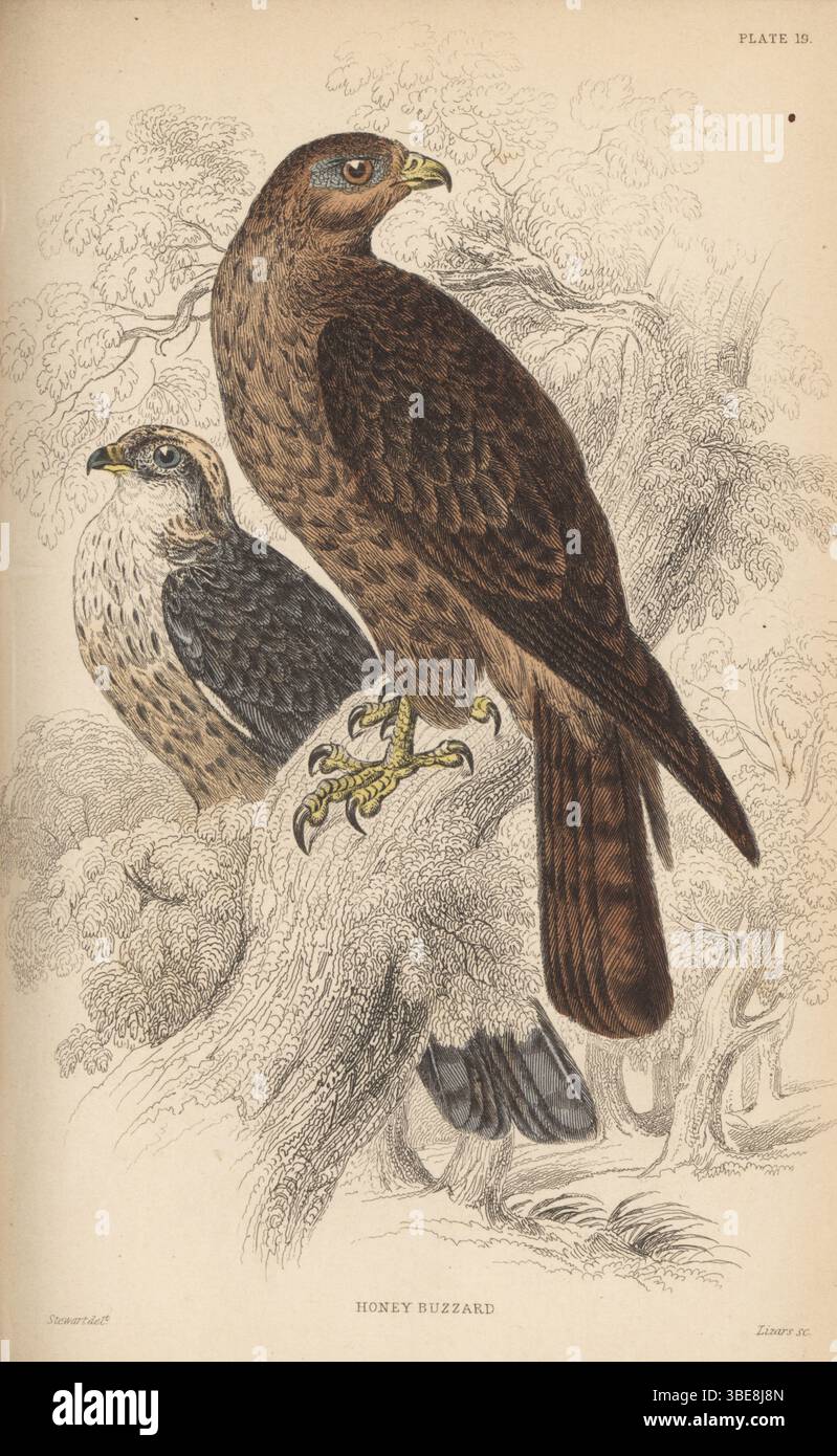 Europäischer Honigbussard, Pernis apivorus. Handkolorierter Stahlstich von William Lizars nach einer Illustration von James Stewart aus Sir William Jardine’s Ornithology, British Birds, Birds of Prey, Vol. XXIV der Naturalist’s Library, W.H. Lizars, Edinburgh, 1843. Stockfoto