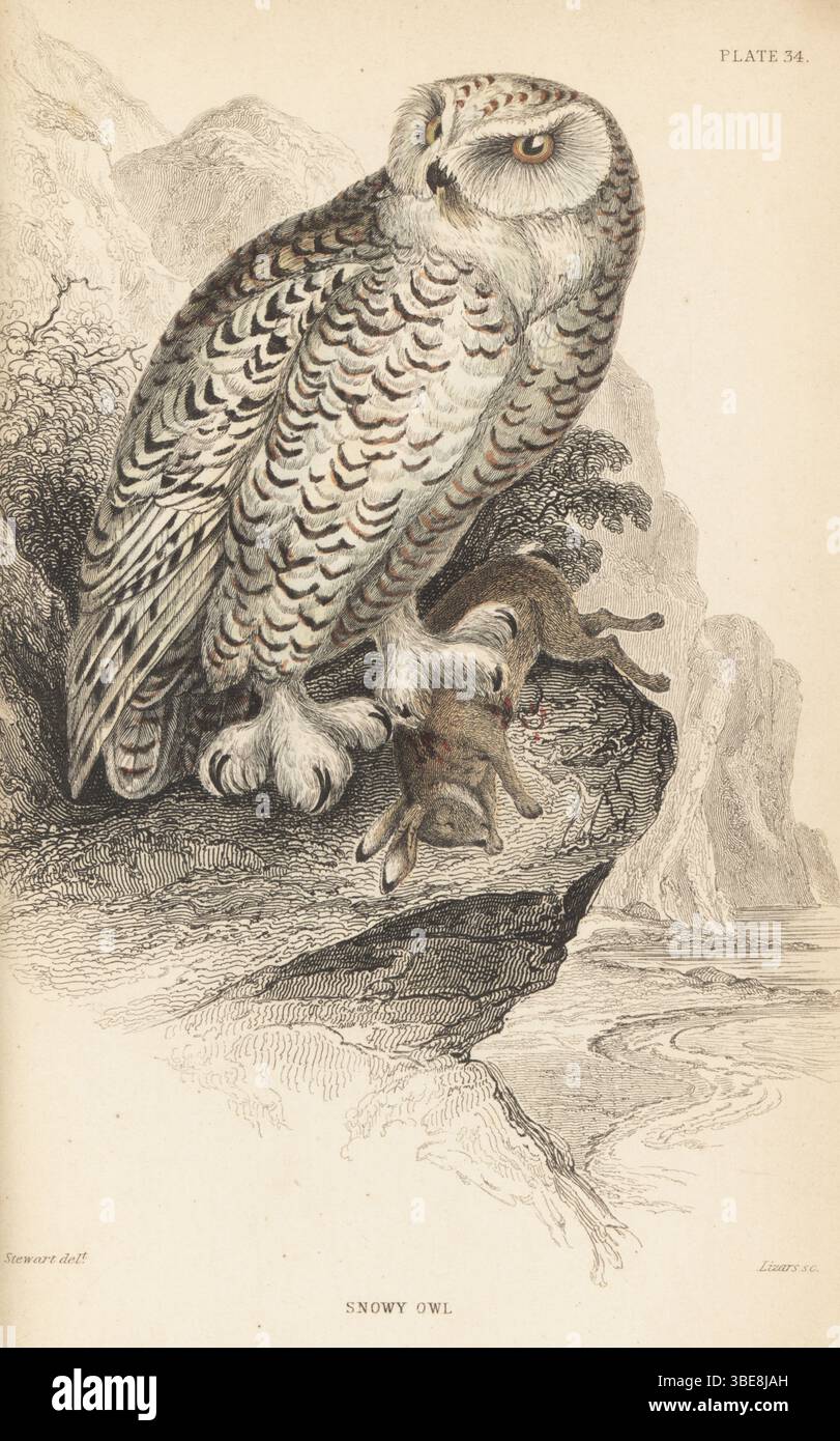 Schneeeule, Bubo scandiacus, mit einem Hasen. (Surnia nyctea). Handkolorierter Stahlstich von William Lizars nach einer Illustration von James Stewart aus Sir William Jardine’s Ornithology, British Birds, Birds of Prey, Vol. XXIV der Naturalist’s Library, W.H. Lizars, Edinburgh, 1843. Stockfoto