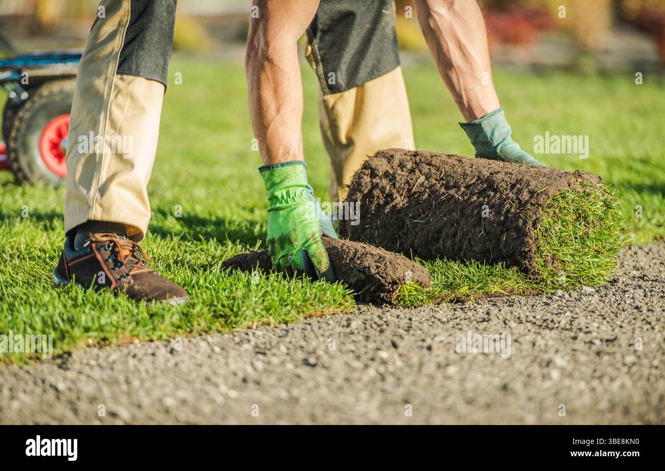 Zwei Arbeiter in Handschuhen und Stiefeln legen vorsichtig Rasenrollen auf einen vorbereiteten Rasen, um eine Wohnlandschaft unter klarem Himmel zu verbessern. Stockfoto
