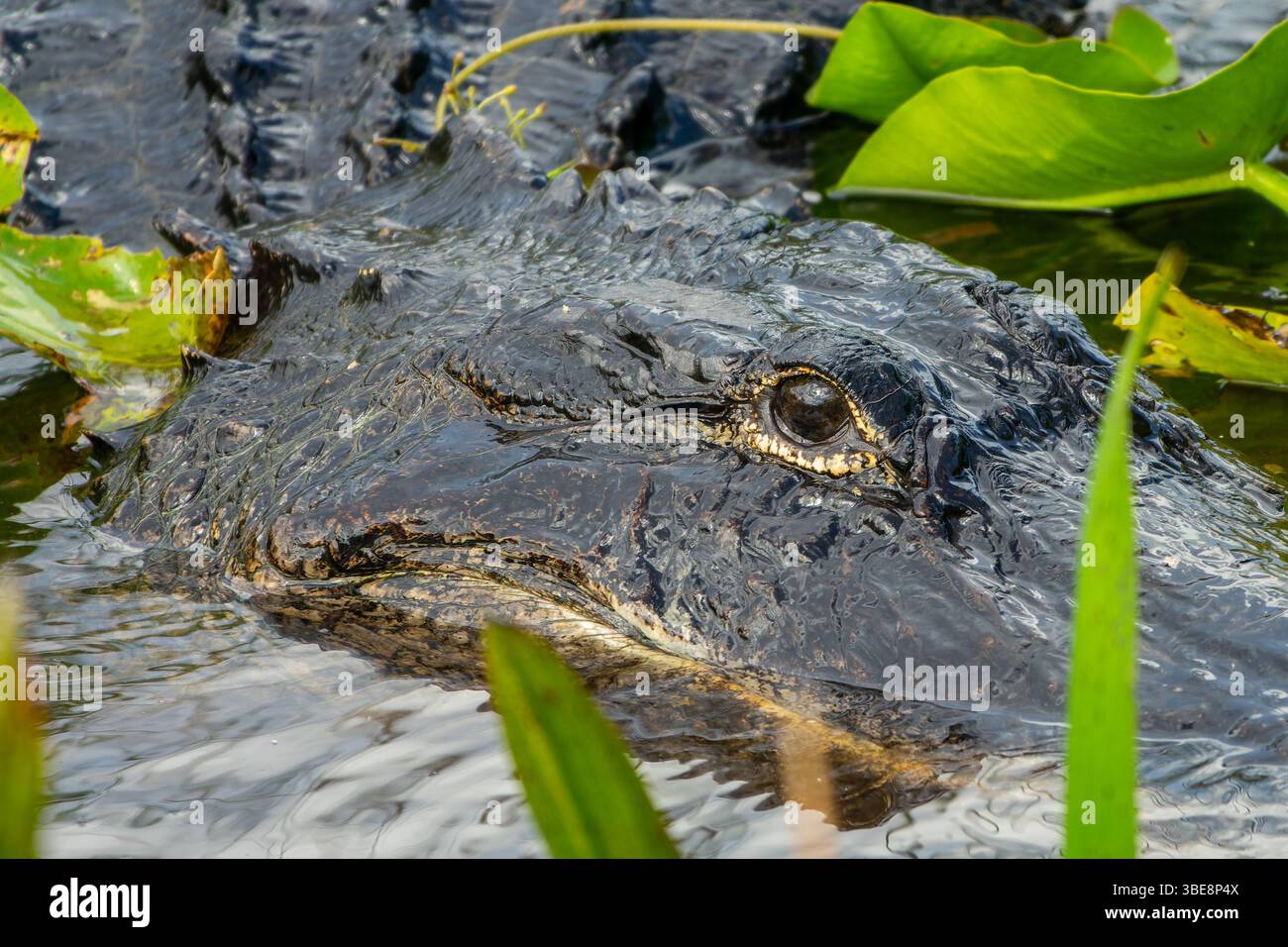 Nahaufnahme eines Alligatorauges, Anhinga Trail Everglades National Park, Florida Tierwelt Stockfoto