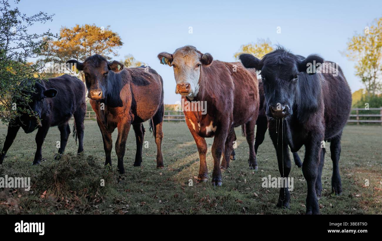Vier Kühe stehen auf schattiger Weide im New Forest. Mischung aus schwarzen und braunen Rindern unter weichem Licht mit Bäumen und Holzzäunen im Hintergrund Stockfoto